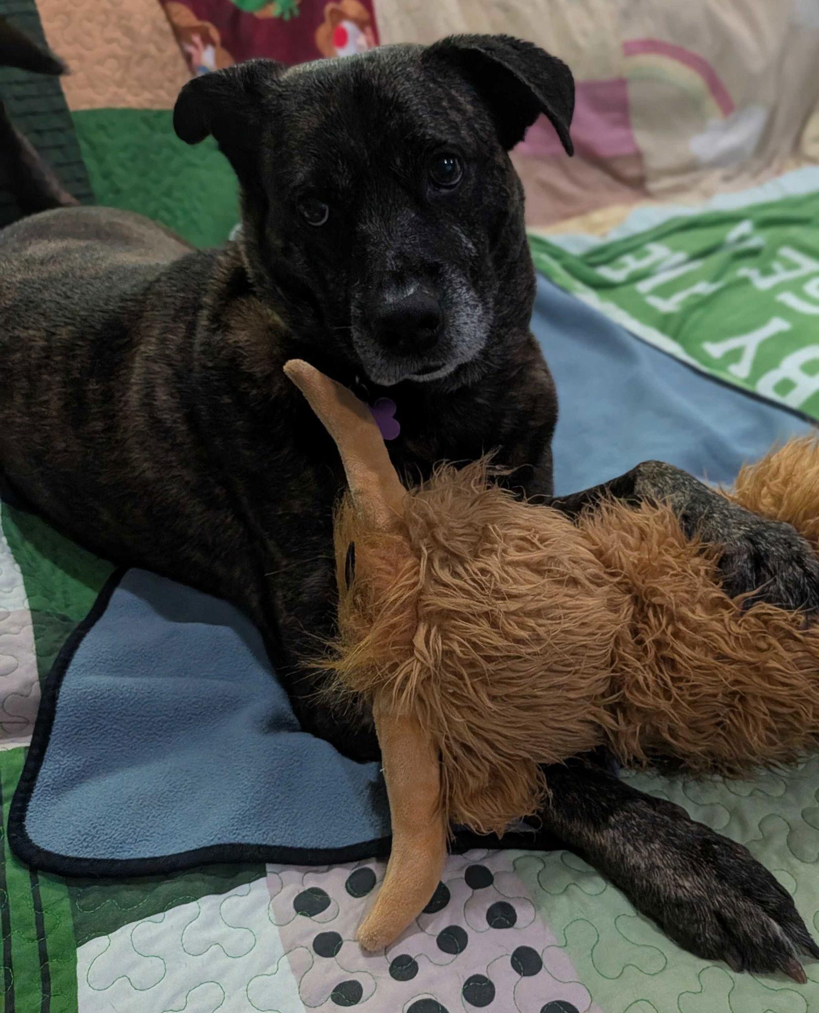 Enlarge Apollo, a Adoptable Boxer in Fort Worth, TX image 3/3