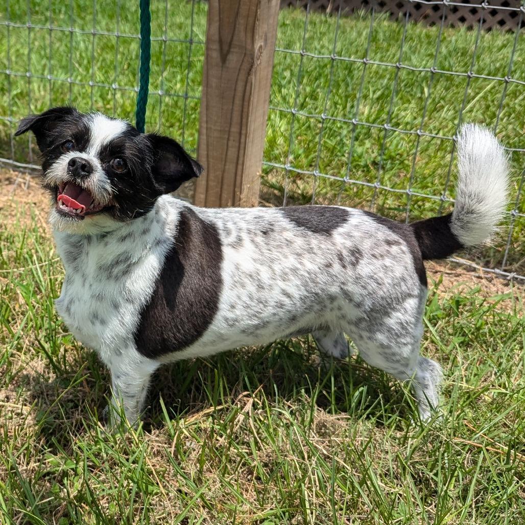 Mozzie, Adoptable, Adult Male Shih Tzu & Terrier.