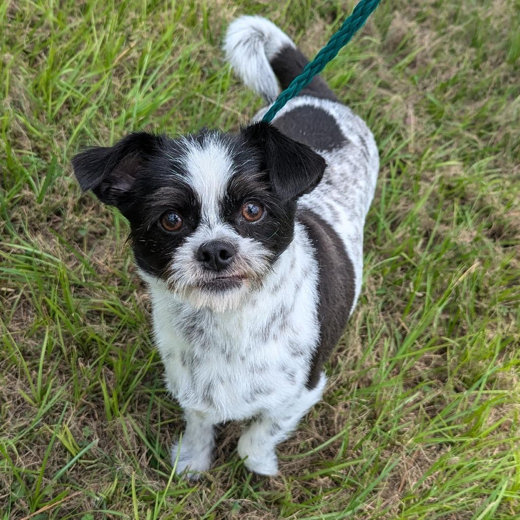 Mozzie, Adoptable, Adult Male Shih Tzu & Terrier.