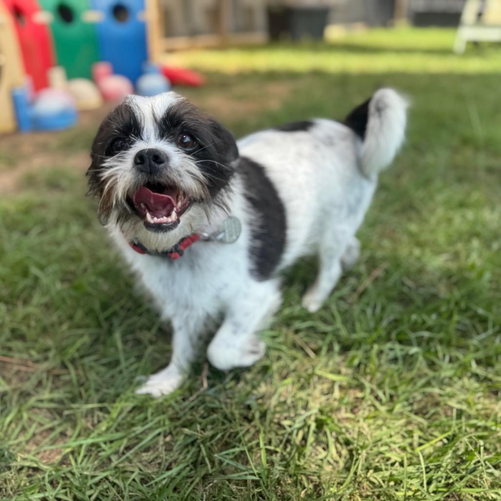 Mozzie, a Adoptable mixed breed image 3/6