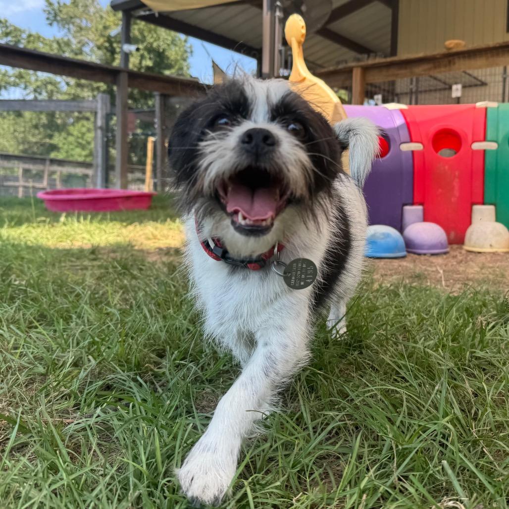 Mozzie, a Adoptable mixed breed image 5/6