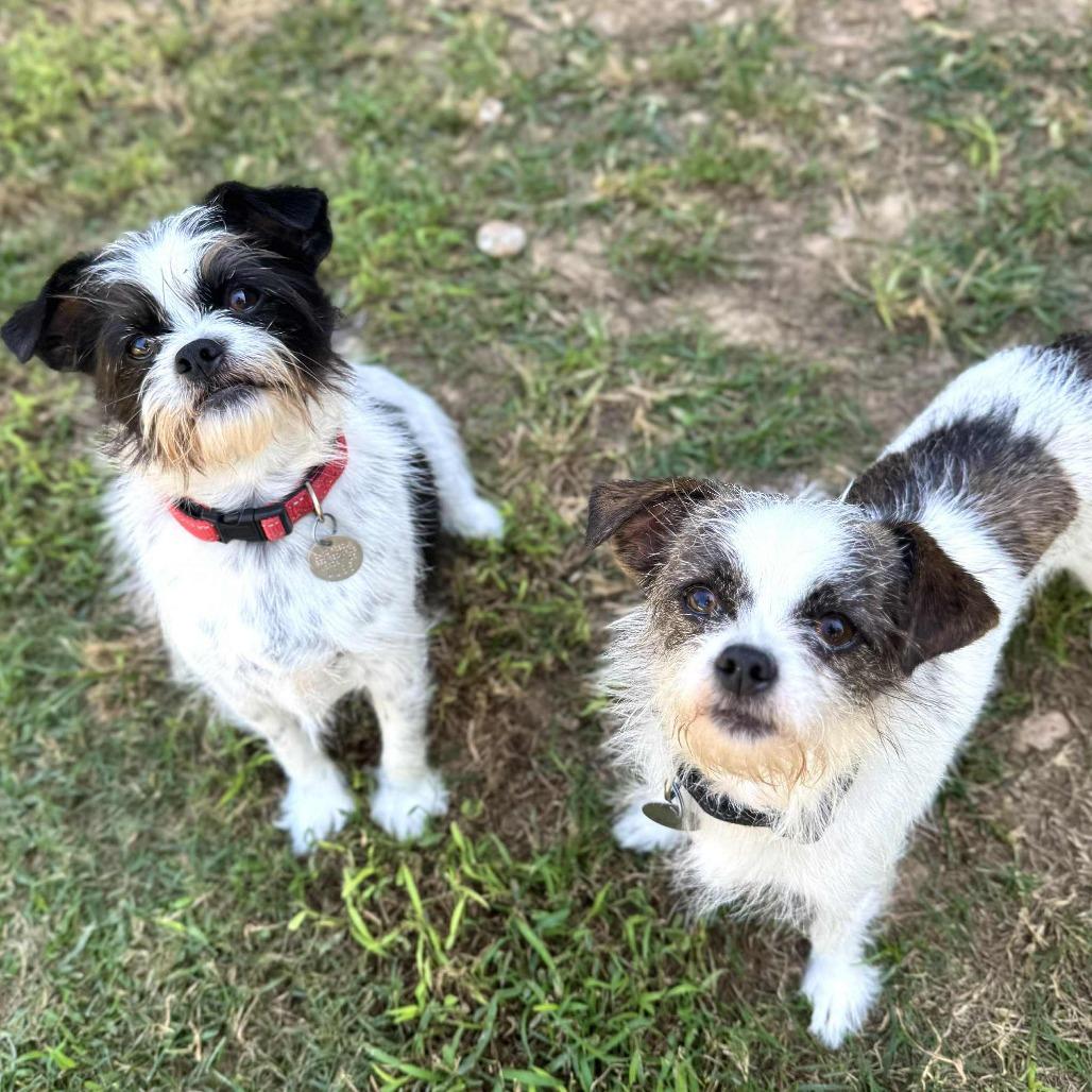 Mozzie, a Adoptable mixed breed image 6/6