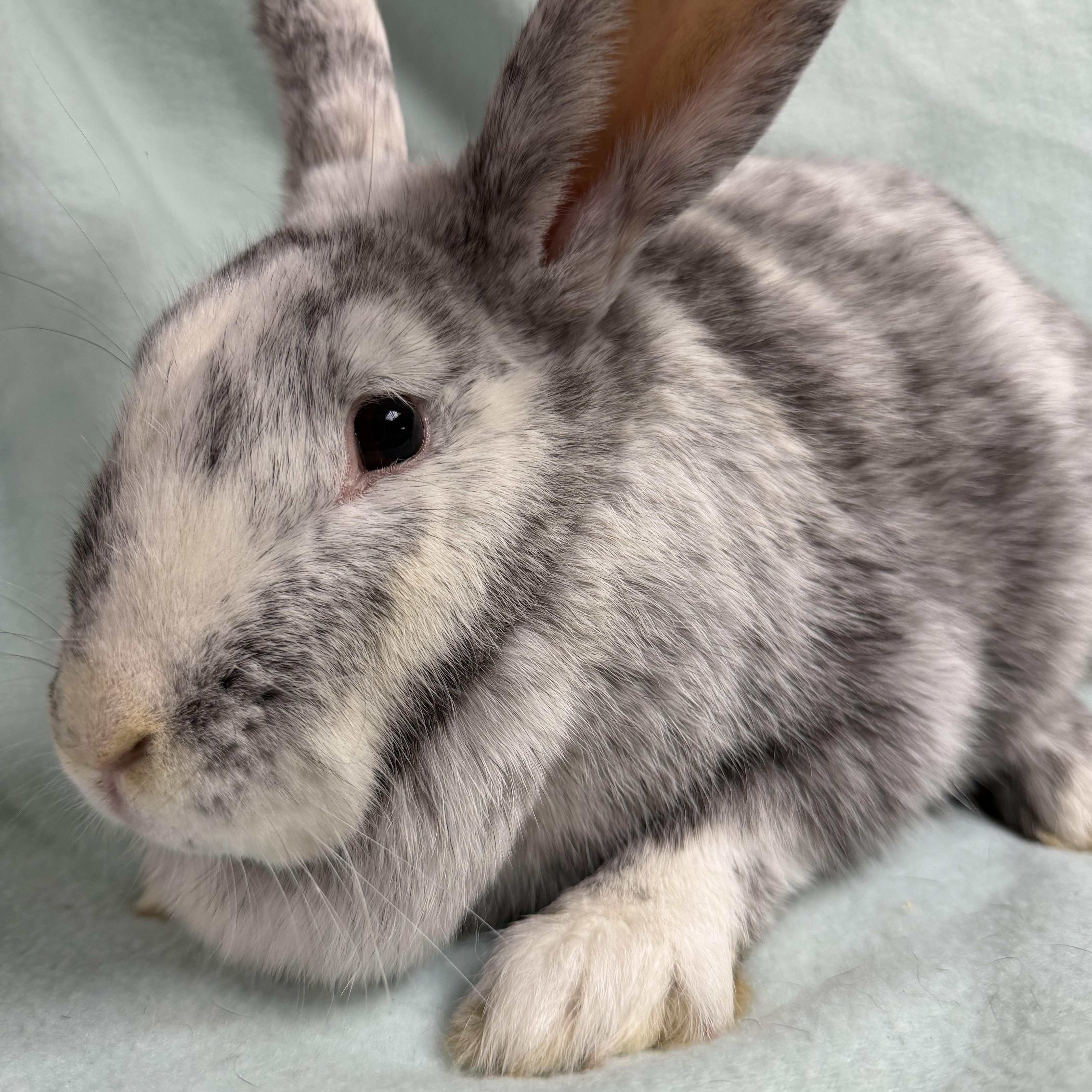 Frannie: video!!, a ADOPTABLE Harlequin in Edinburg, PA image 5/6
