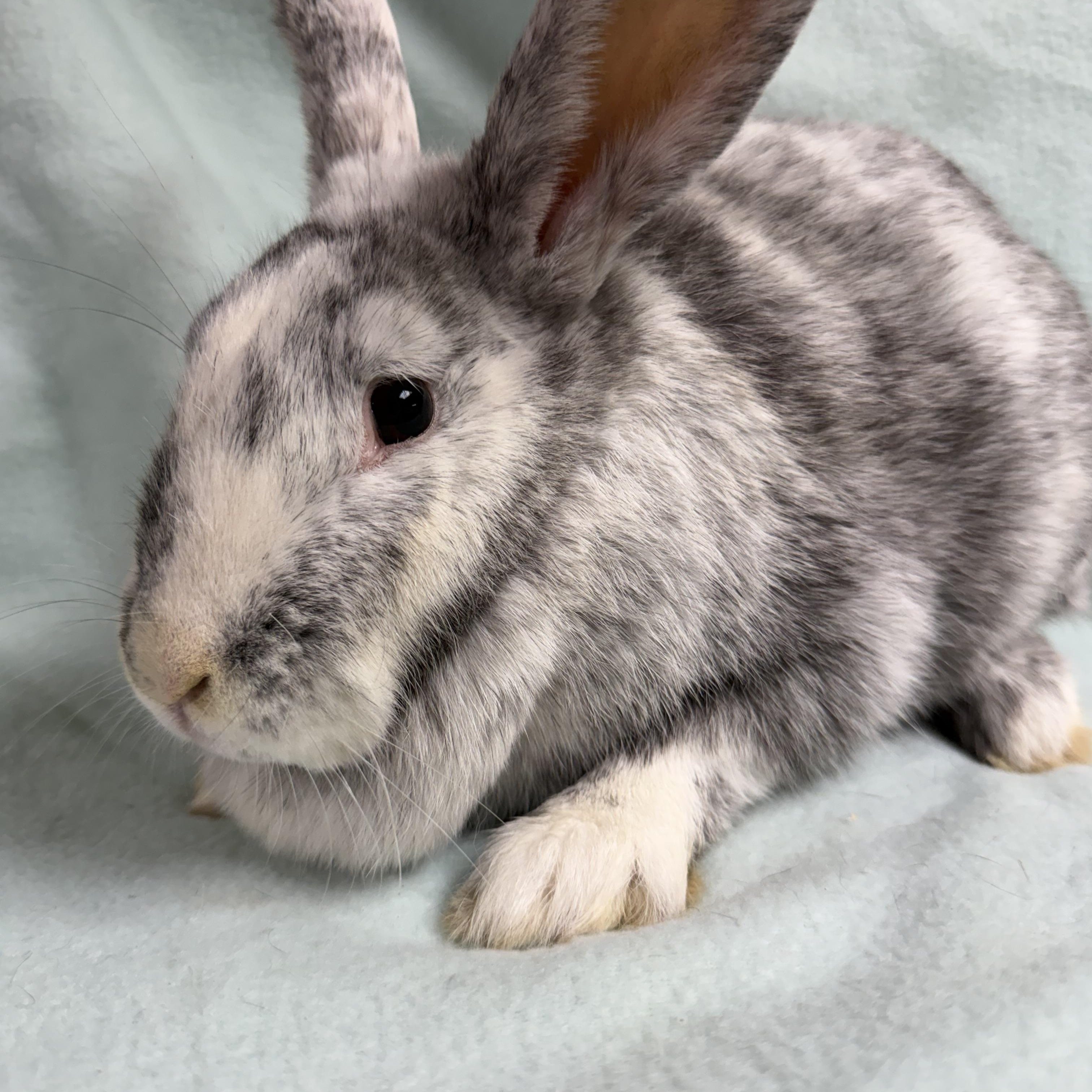 Frannie: video!!, a ADOPTABLE Harlequin in Edinburg, PA image 4/6
