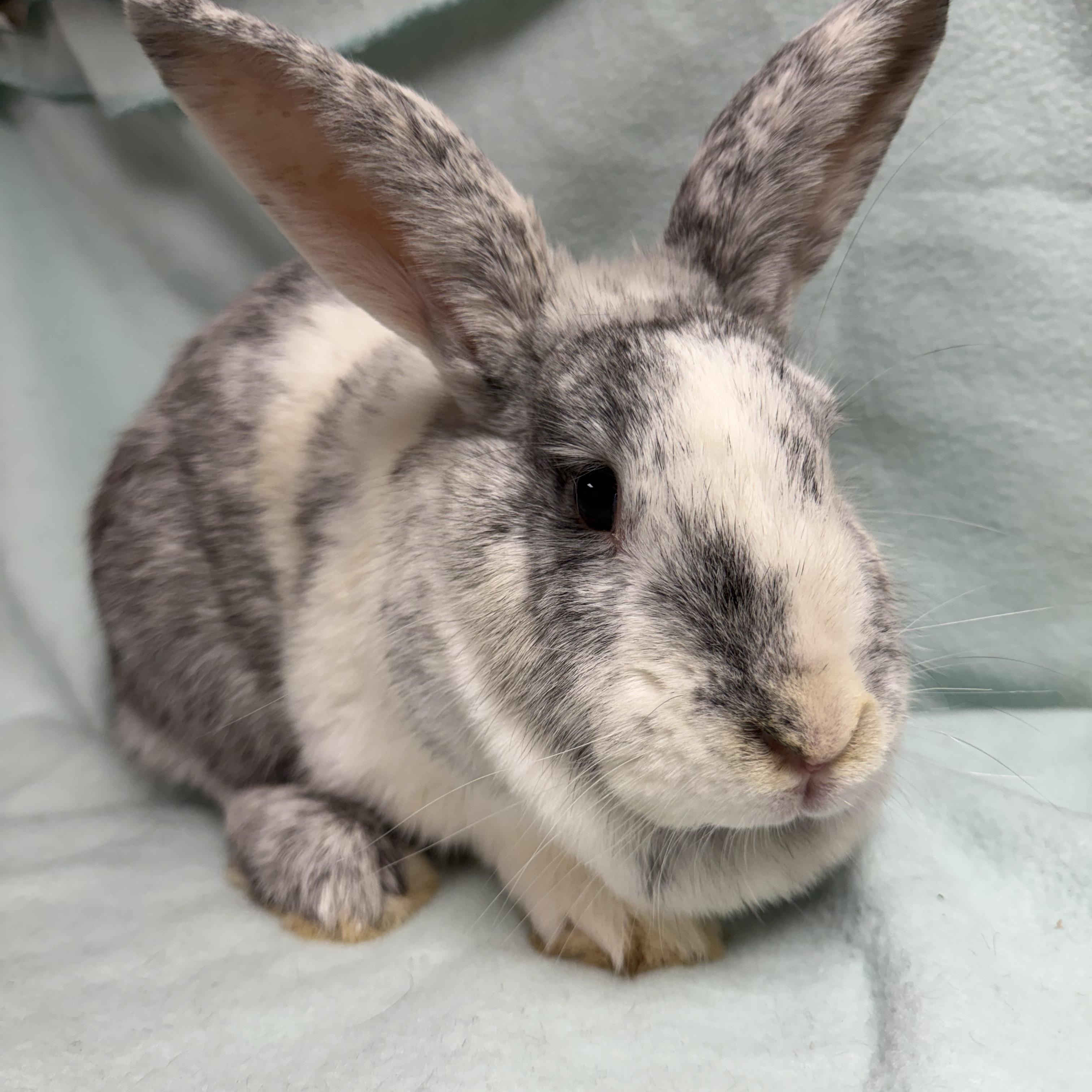 Frannie: video!!, a ADOPTABLE Harlequin in Edinburg, PA image 6/6
