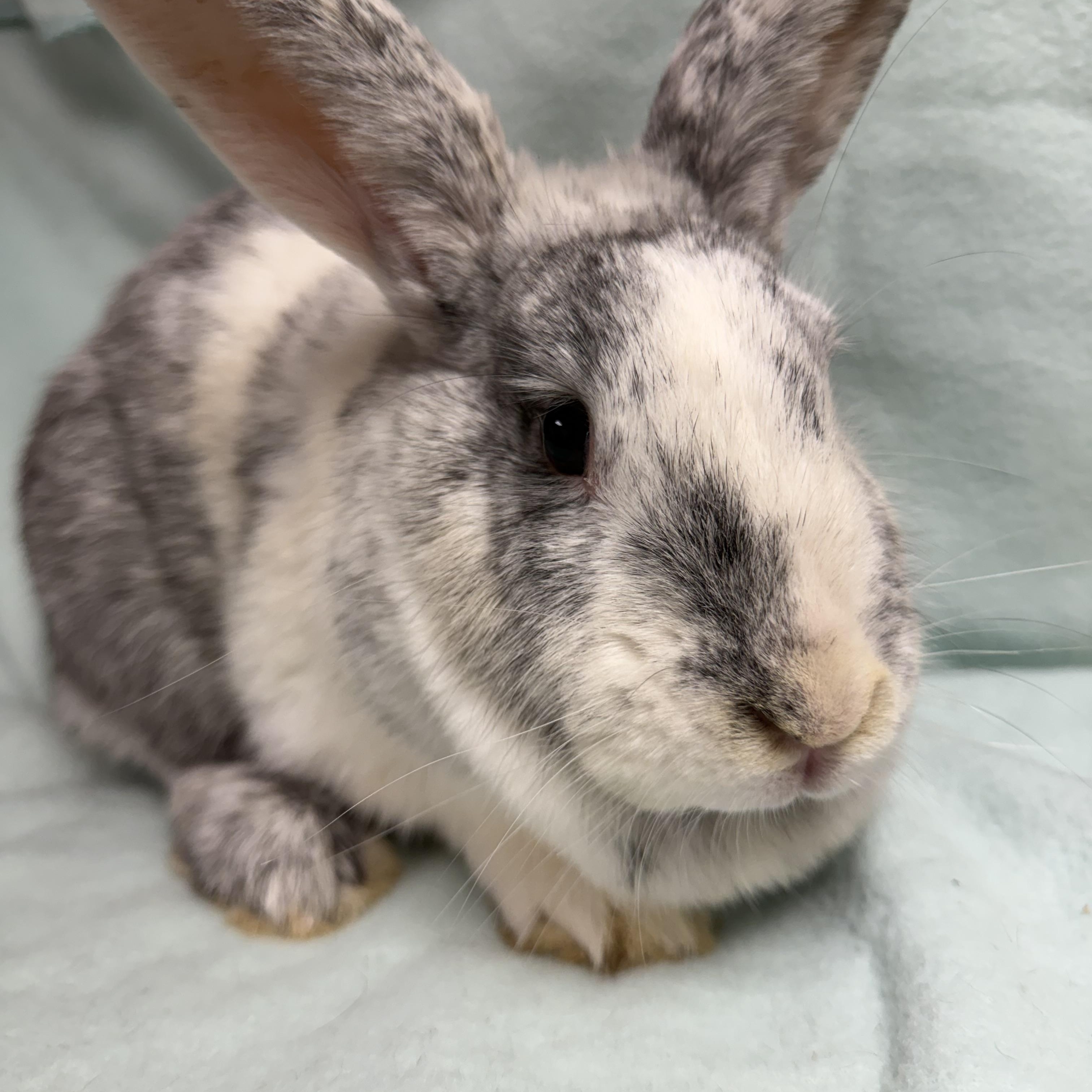 Frannie: video!!, a ADOPTABLE Harlequin in Edinburg, PA image 1/6