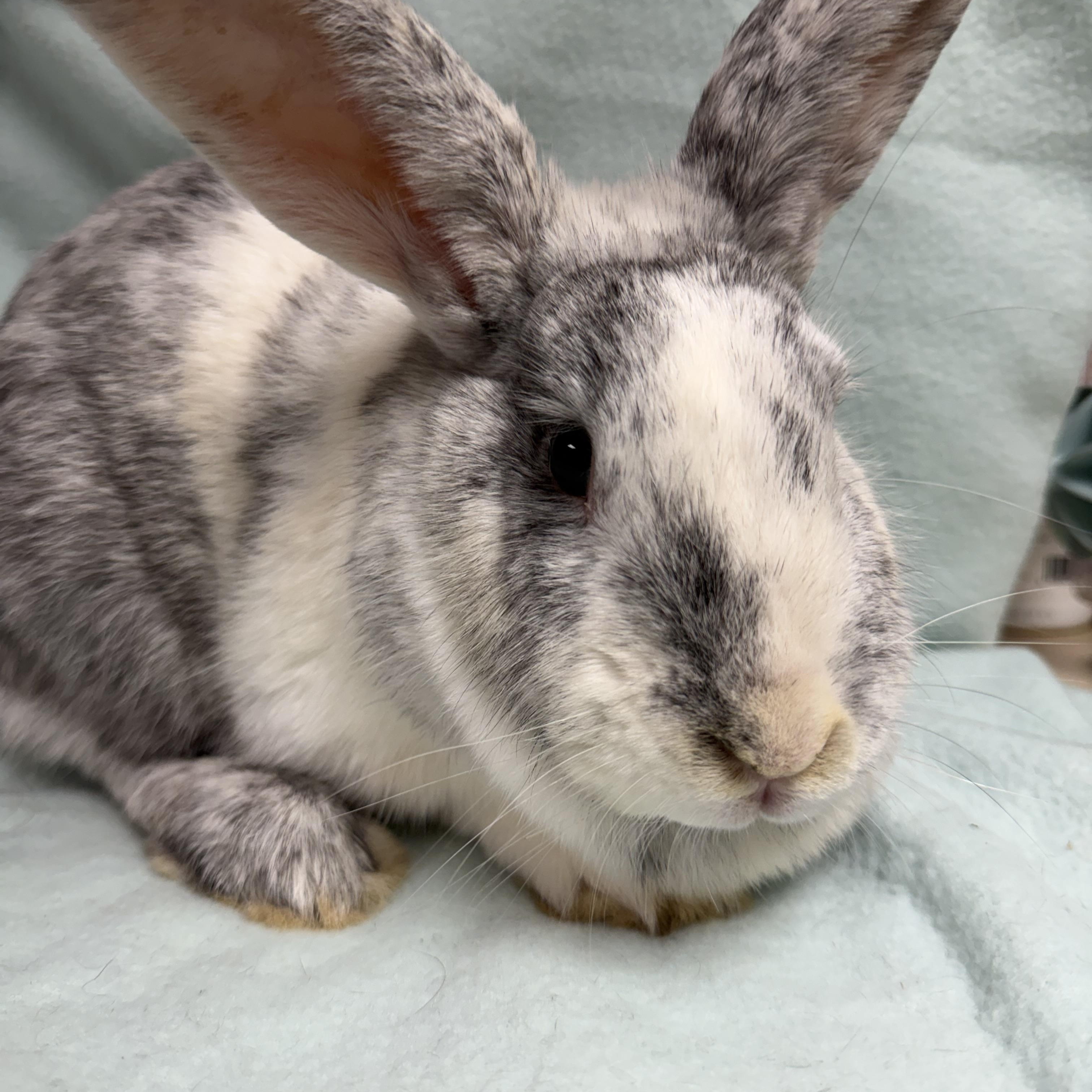 Frannie: video!!, a ADOPTABLE Harlequin in Edinburg, PA image 2/6