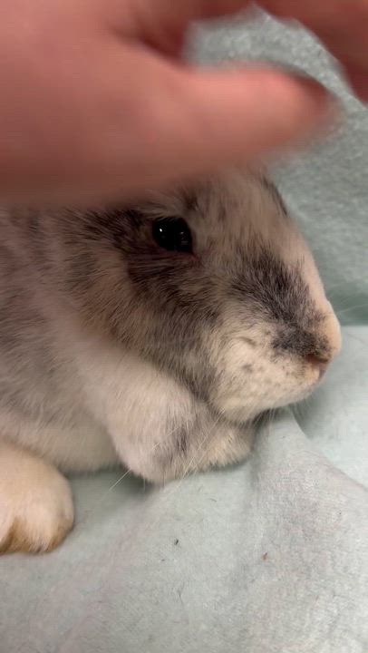 Enlarge Frannie: video!!, a ADOPTABLE Harlequin in Edinburg, PA video 3/6