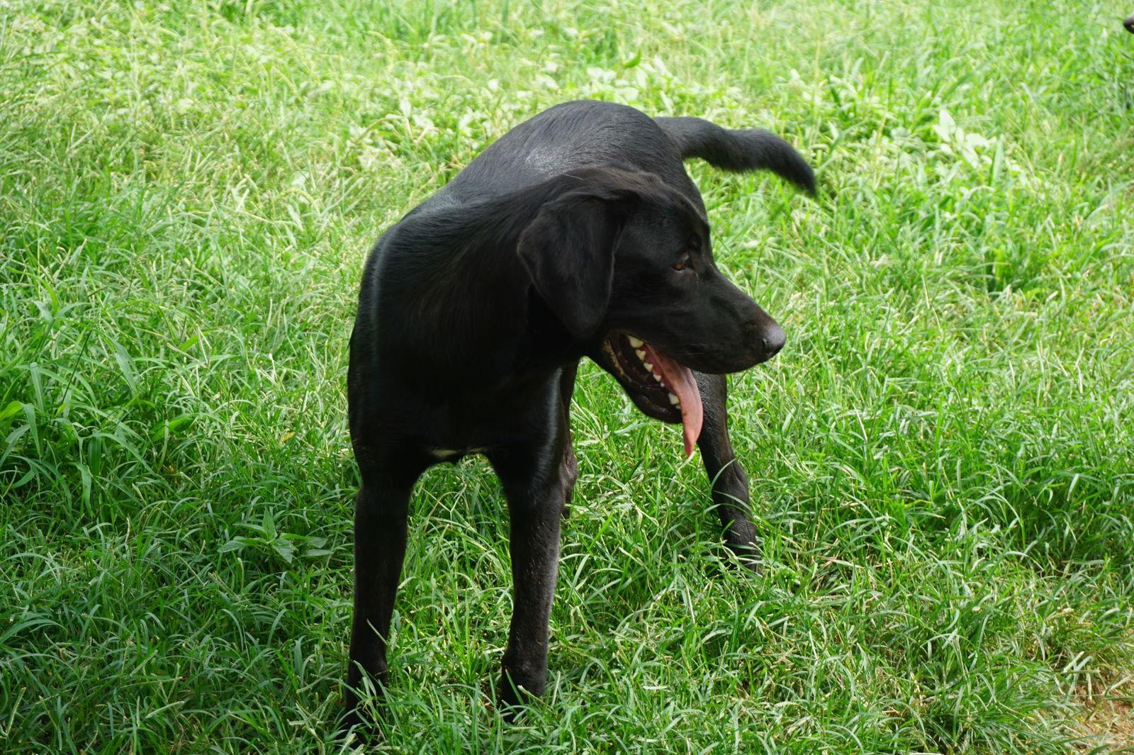 Enlarge SIMON, a Adoptable Black Labrador Retriever in San Antonio, TX image 1/1