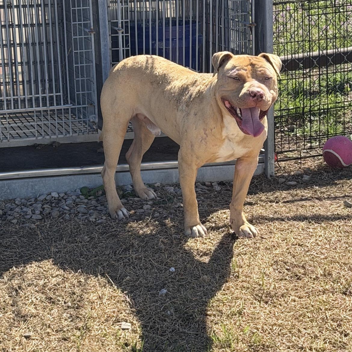 Enlarge Simba, a ADOPTABLE Pit Bull Terrier in Geronimo, OK image 3/4