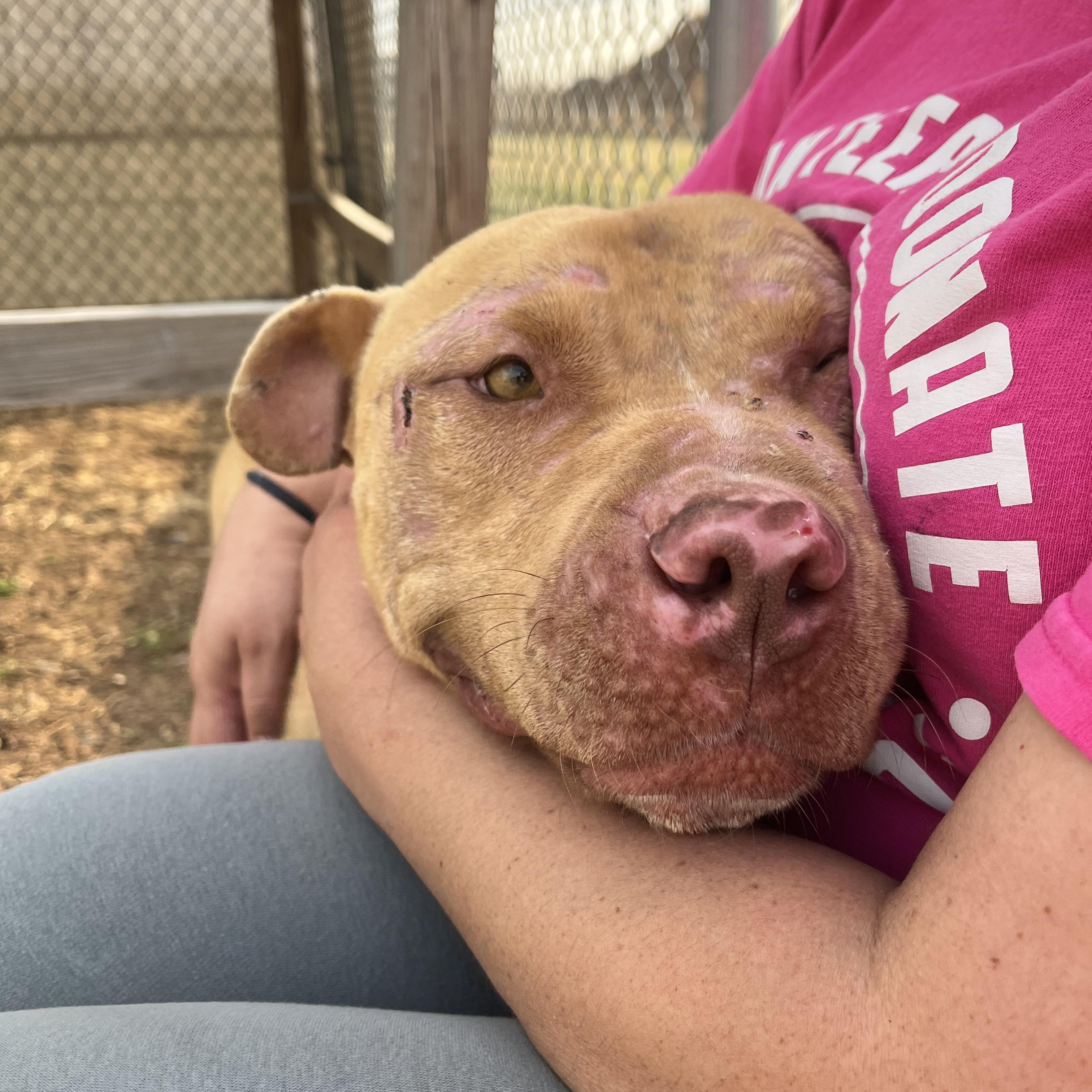 Enlarge Simba, a ADOPTABLE Pit Bull Terrier in Geronimo, OK image 4/4