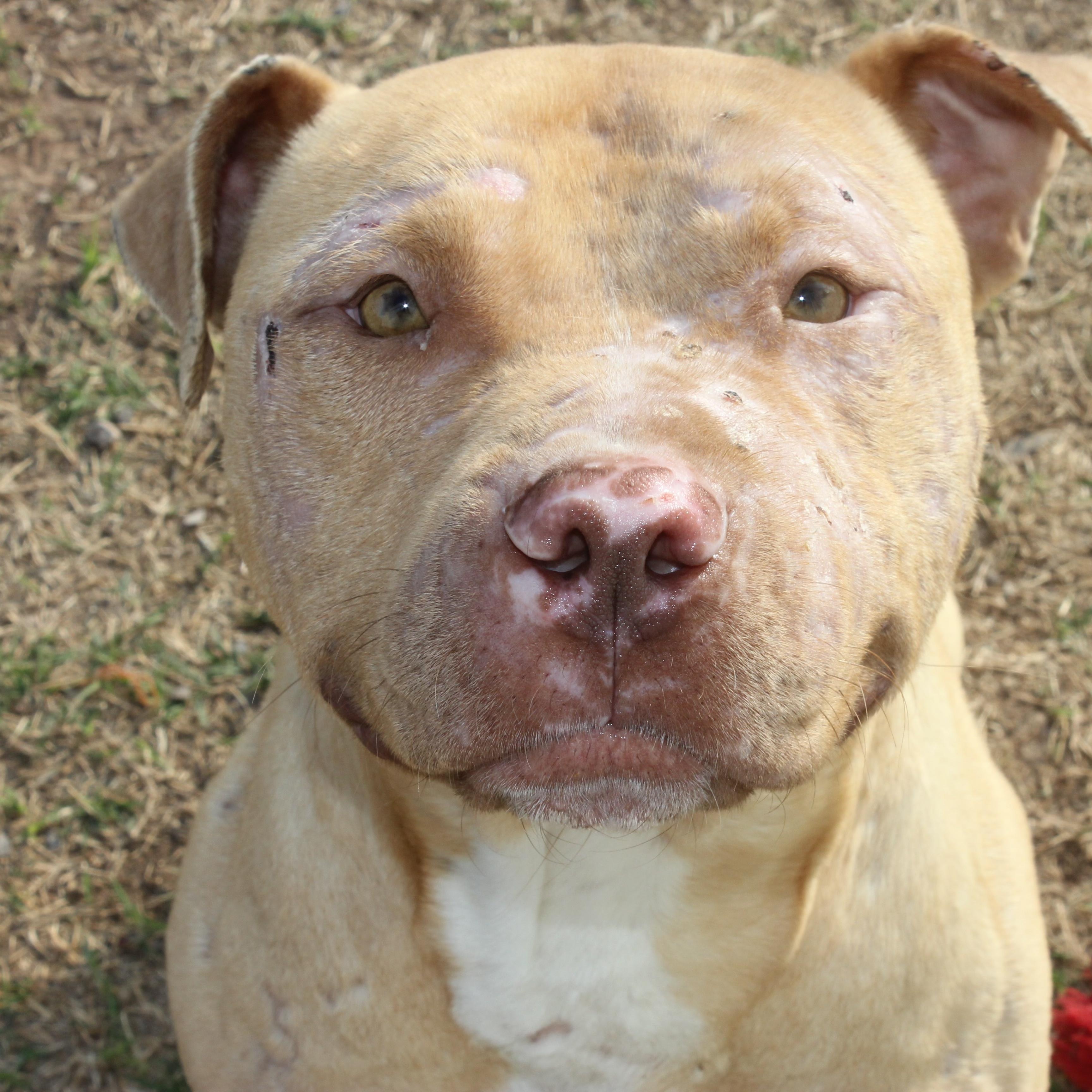 Simba, ADOPTABLE, Young Male Pit Bull Terrier.