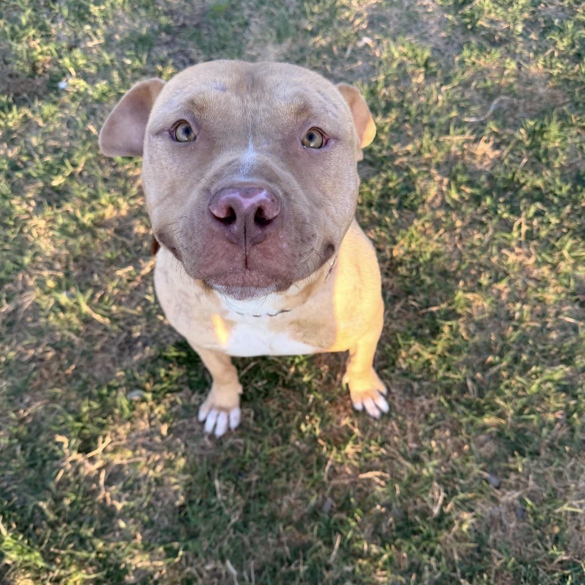 Enlarge Simba, a ADOPTABLE Pit Bull Terrier in Geronimo, OK image 2/4