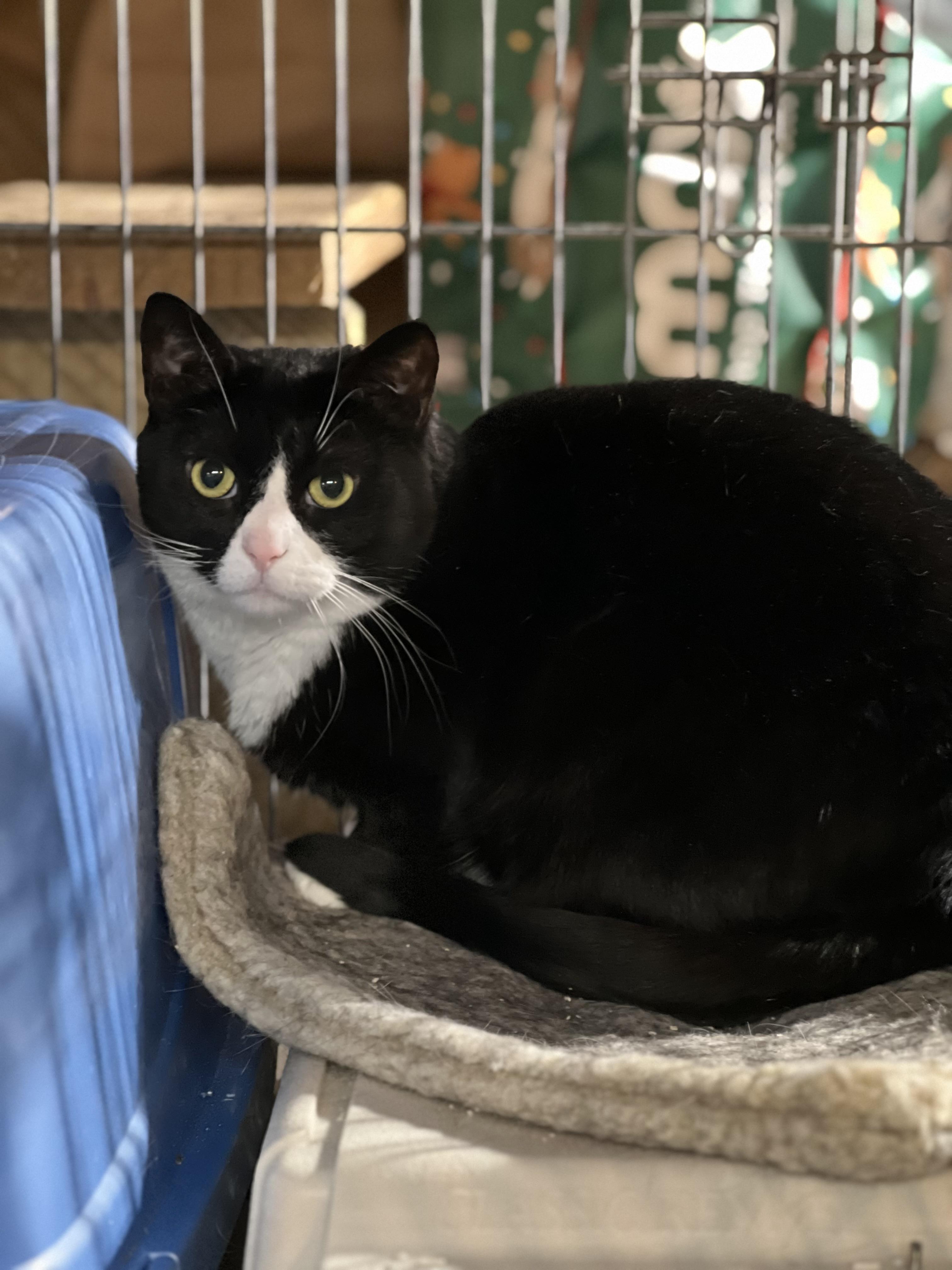 Zeena, Adoptable, Adult Female Domestic Short Hair.