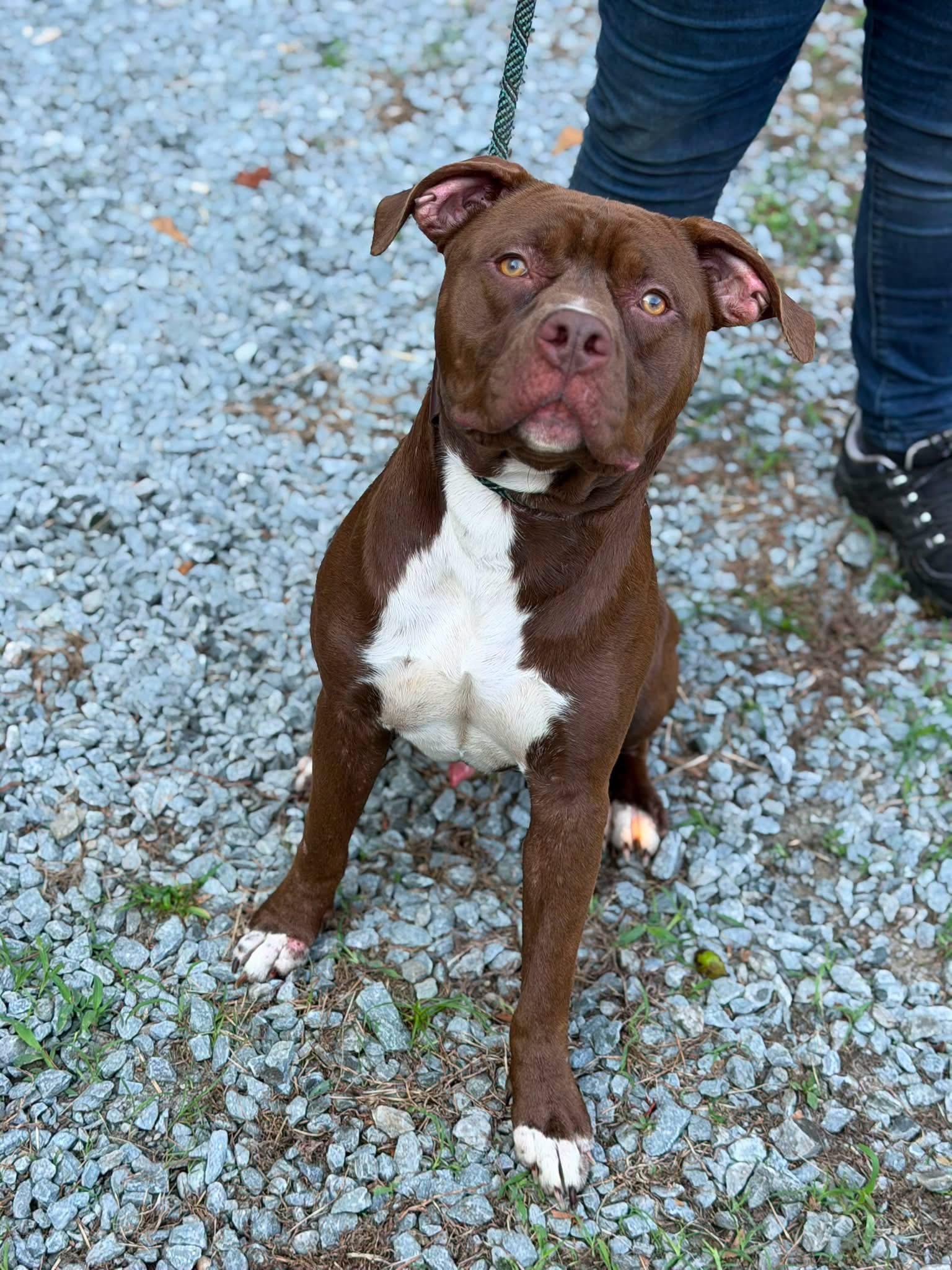 Enlarge Meathead, a Adoptable mixed breed in Elizabethtown, NC image 1/1
