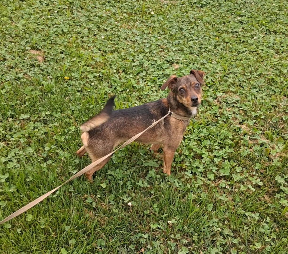 Enlarge Biscuit, a ADOPTABLE mixed breed in Hillsboro, MO image 1/1