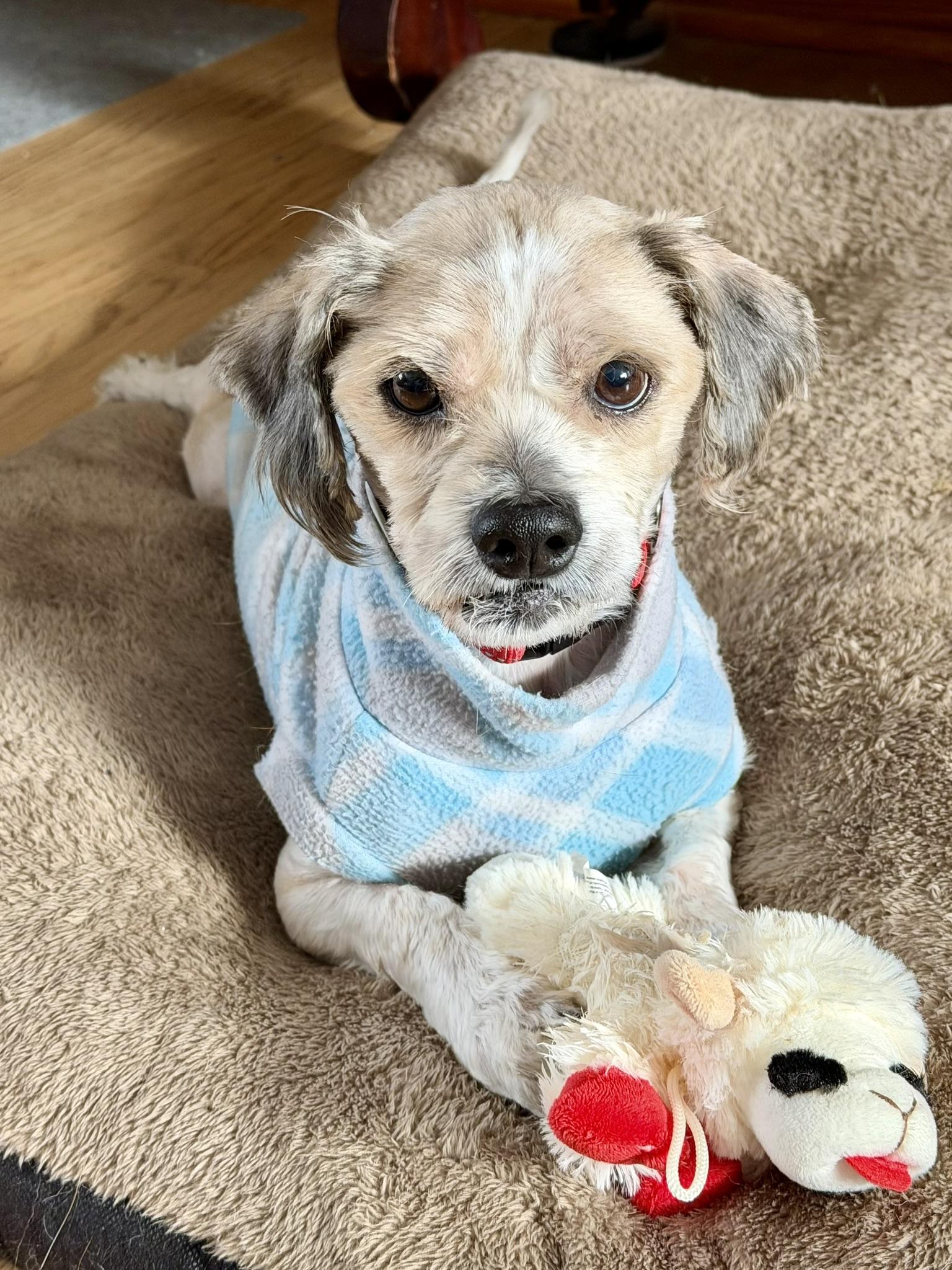 Enlarge Benji, a ADOPTABLE mixed breed in Whitewater, WI image 6/6