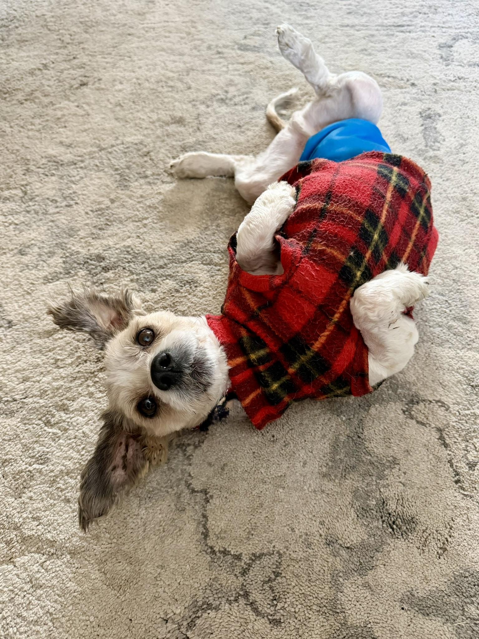 Enlarge Benji, a ADOPTABLE mixed breed in Whitewater, WI image 1/6