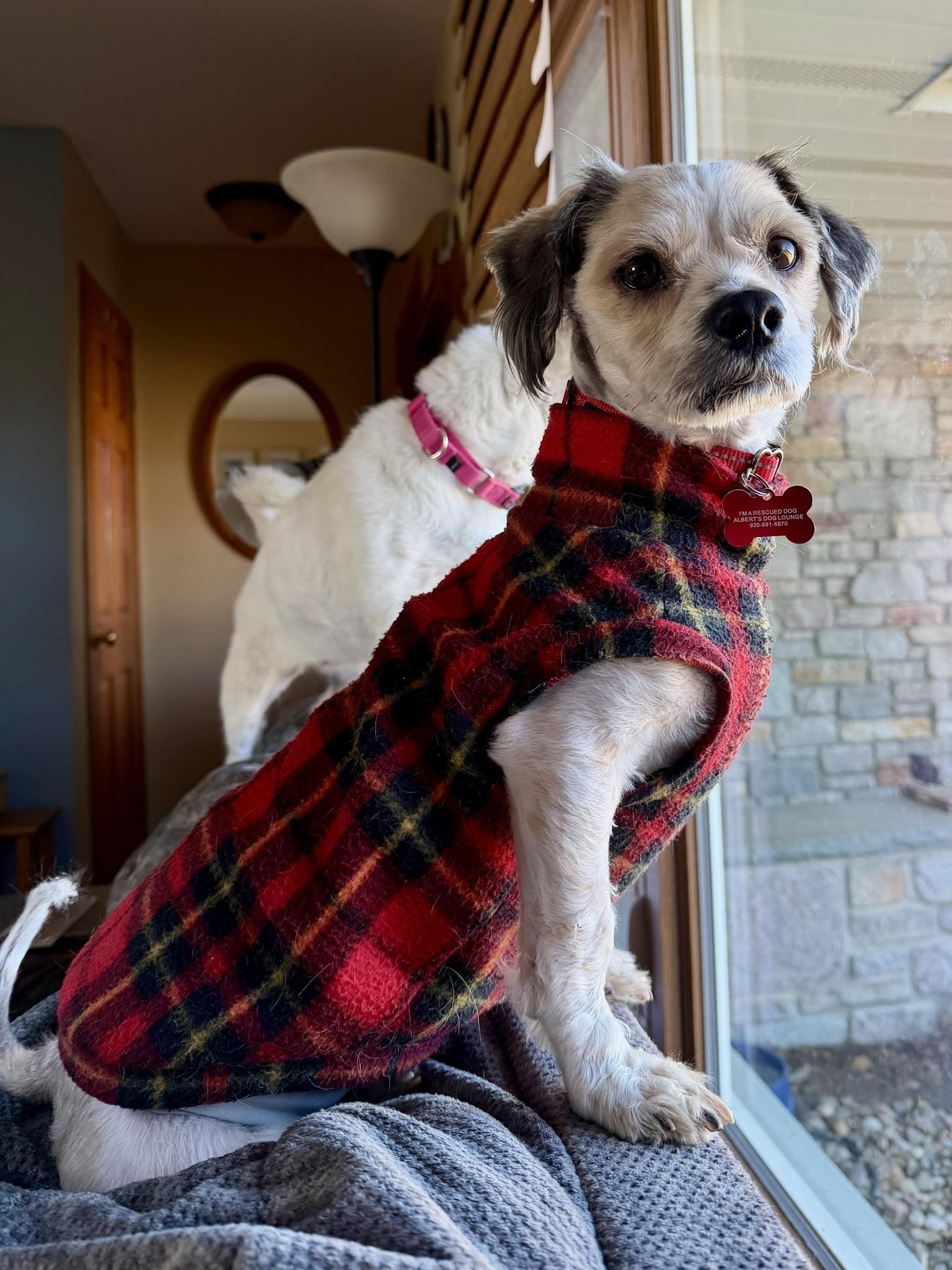 Enlarge Benji, a ADOPTABLE mixed breed in Whitewater, WI image 3/6