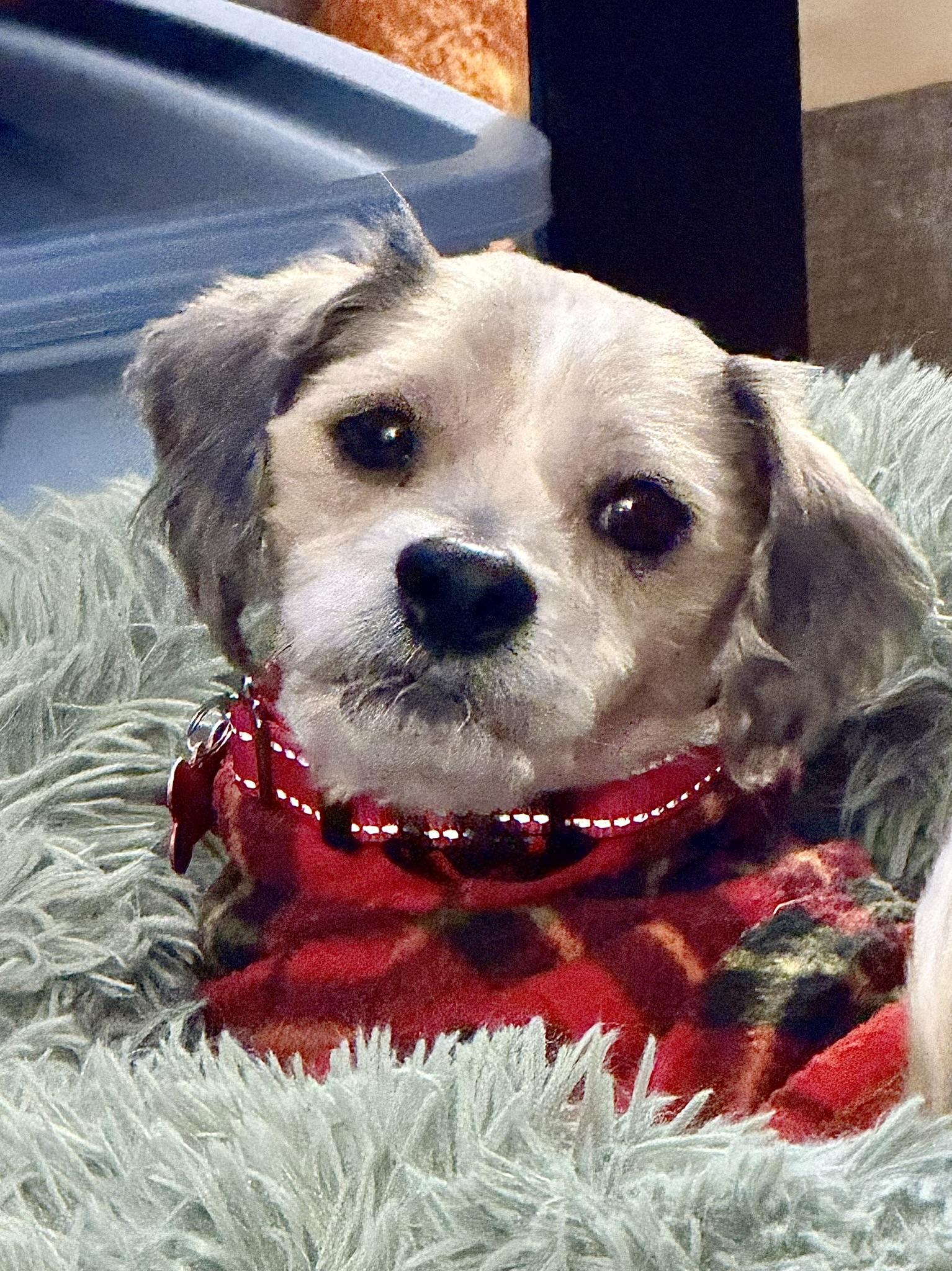 Enlarge Benji, a ADOPTABLE mixed breed in Whitewater, WI image 5/6