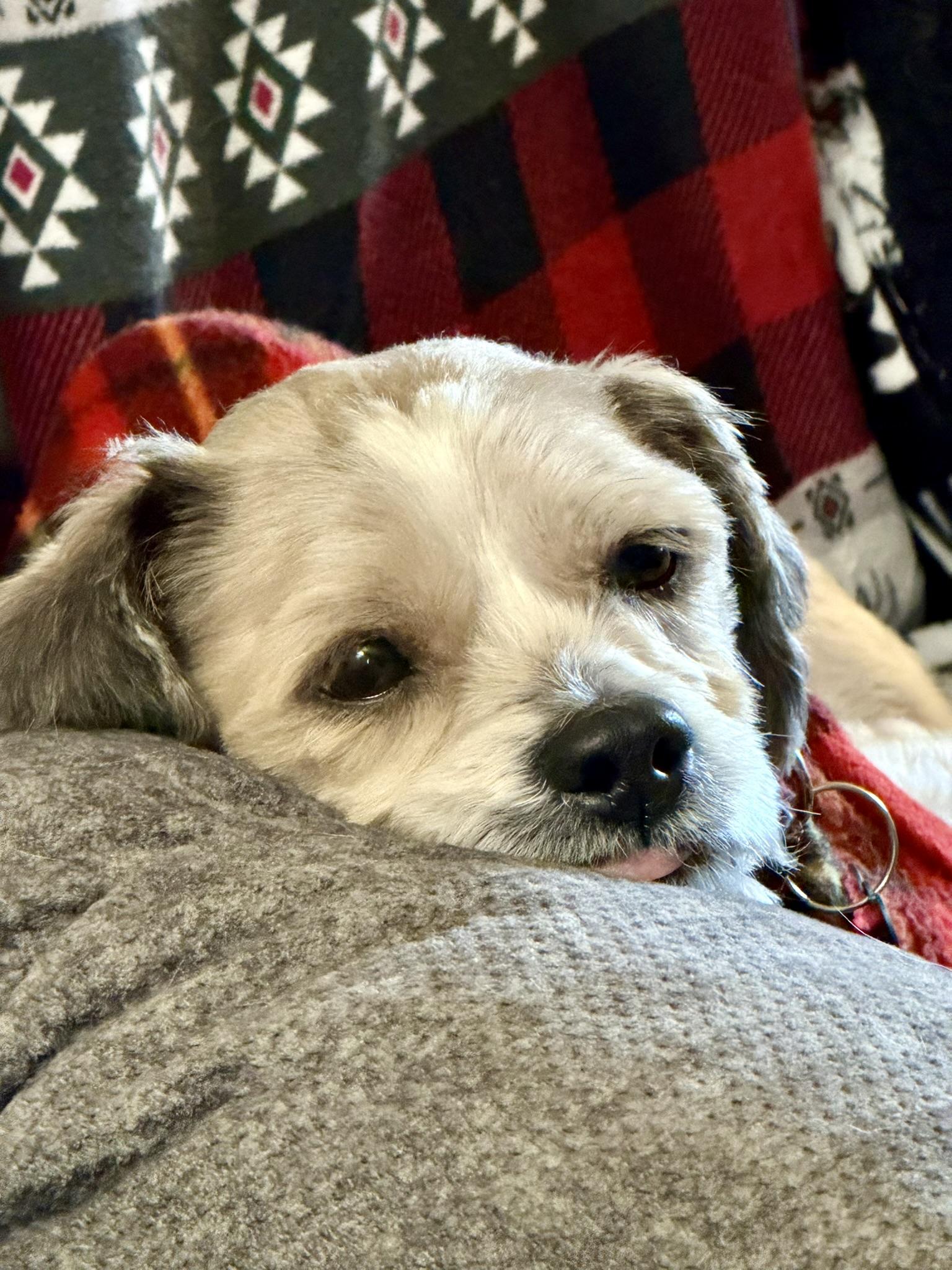 Enlarge Benji, a ADOPTABLE mixed breed in Whitewater, WI image 4/6