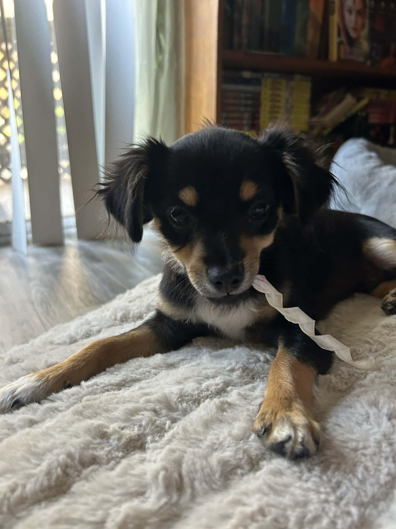 Ranger, Adopted, Puppy Male Chihuahua.