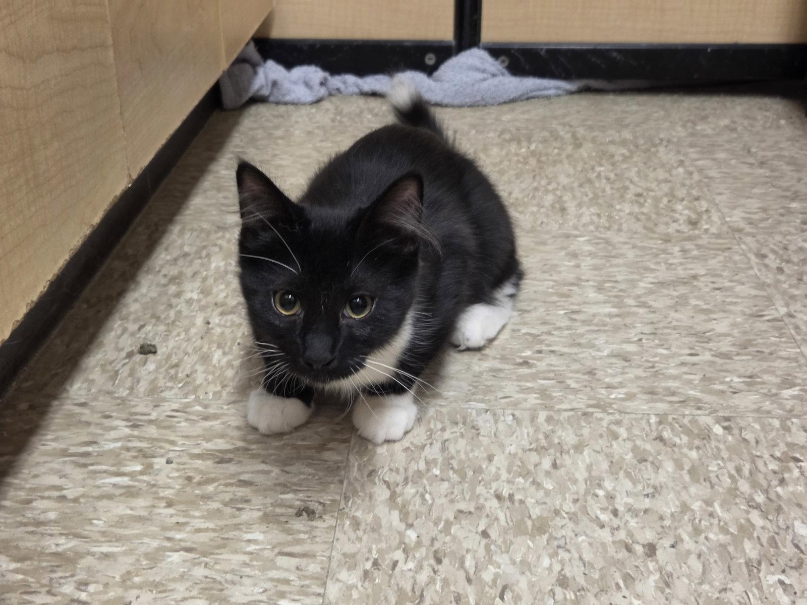 Tom, Adoptable, Kitten Male Domestic Short Hair.