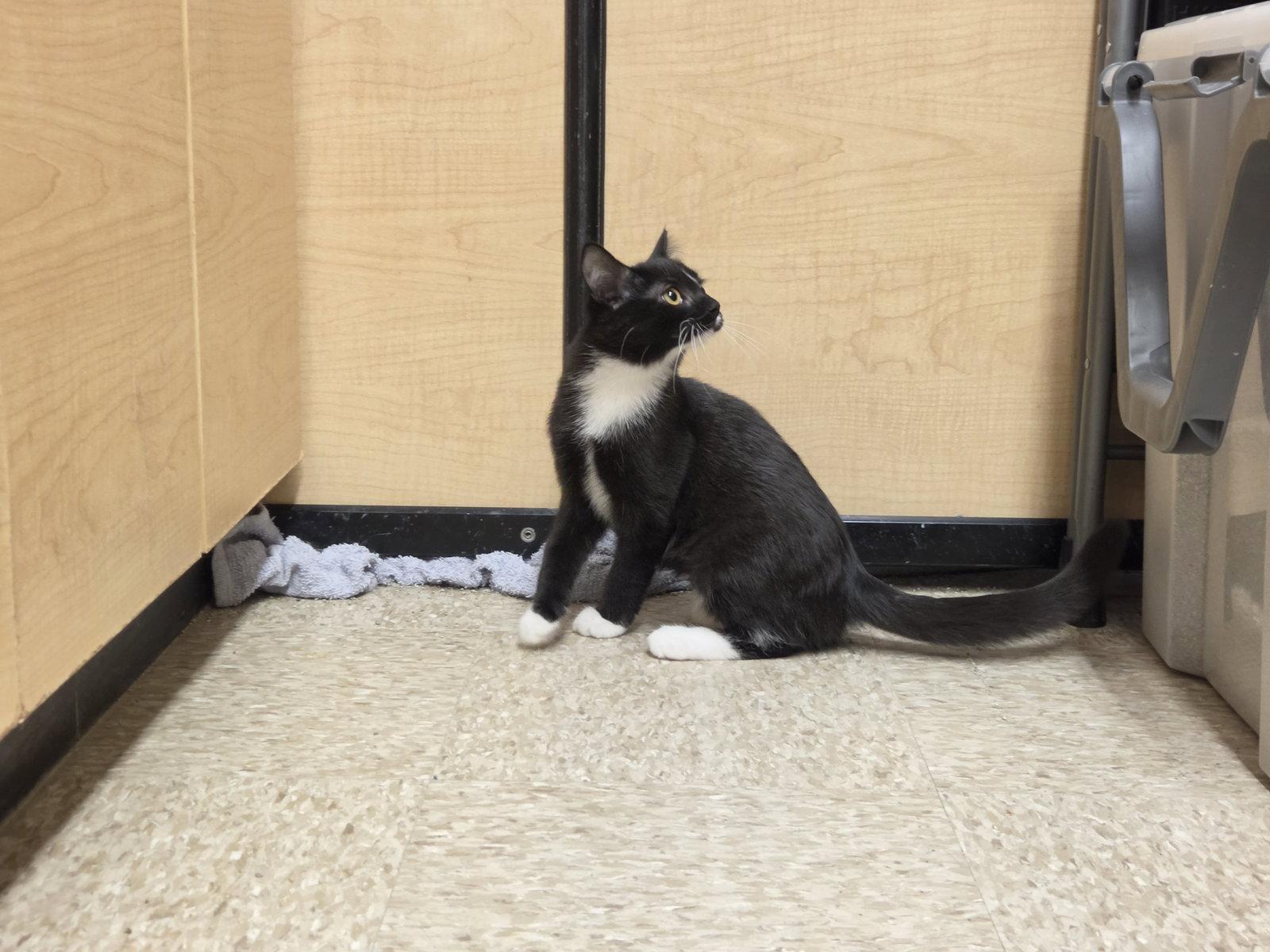 Enlarge Tom, a Adoptable Domestic Short Hair in hinckley, IL image 2/2