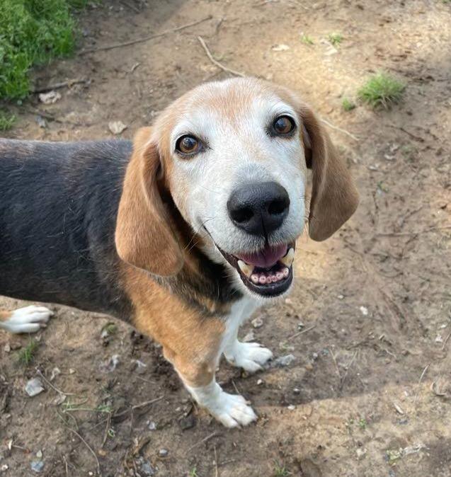 Willie, Adoptable, Adult Male Hound & German Shepherd Dog.