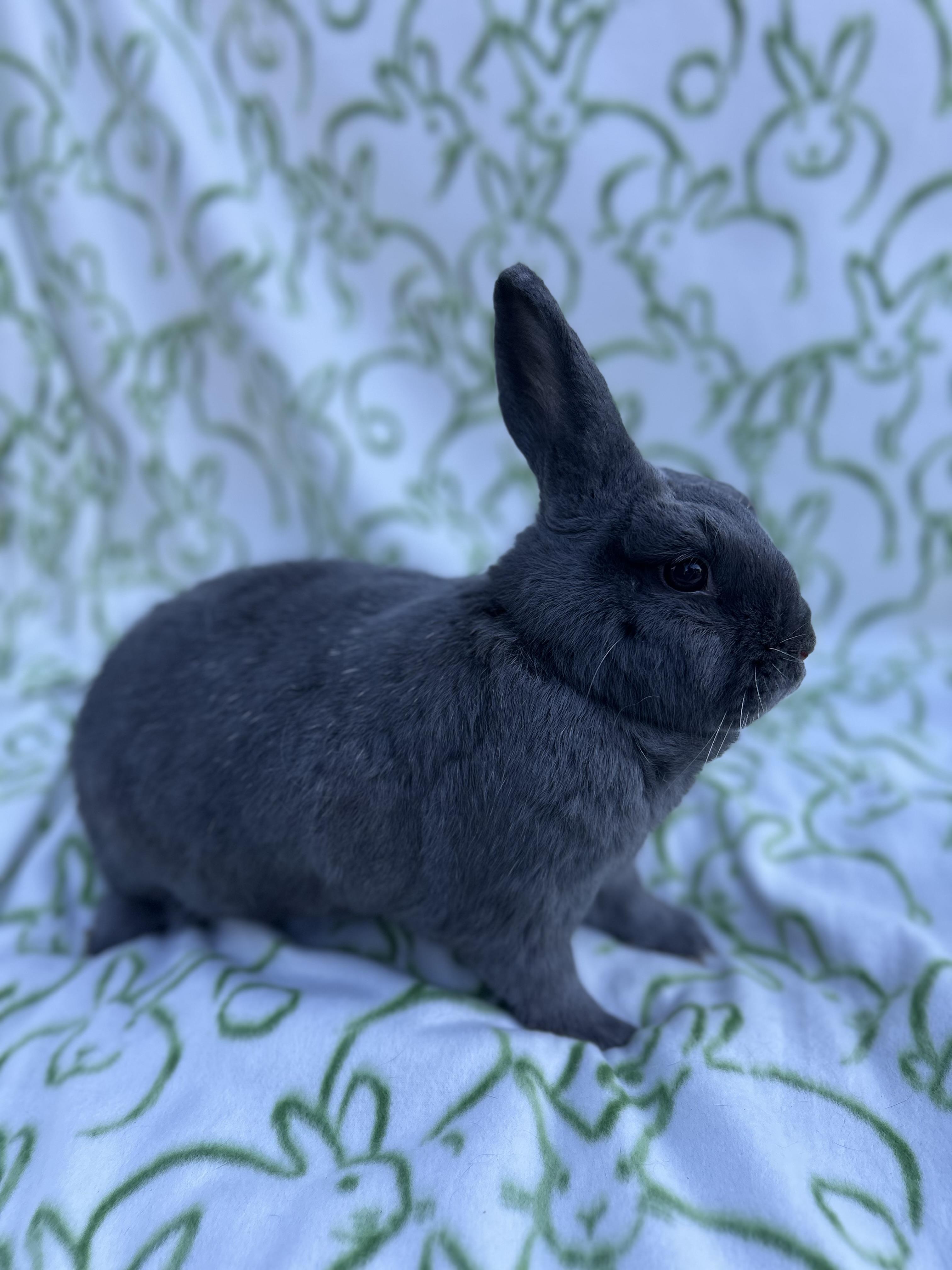 Enlarge Peanut, a ADOPTABLE mixed breed in Bishopville, SC image 1/5