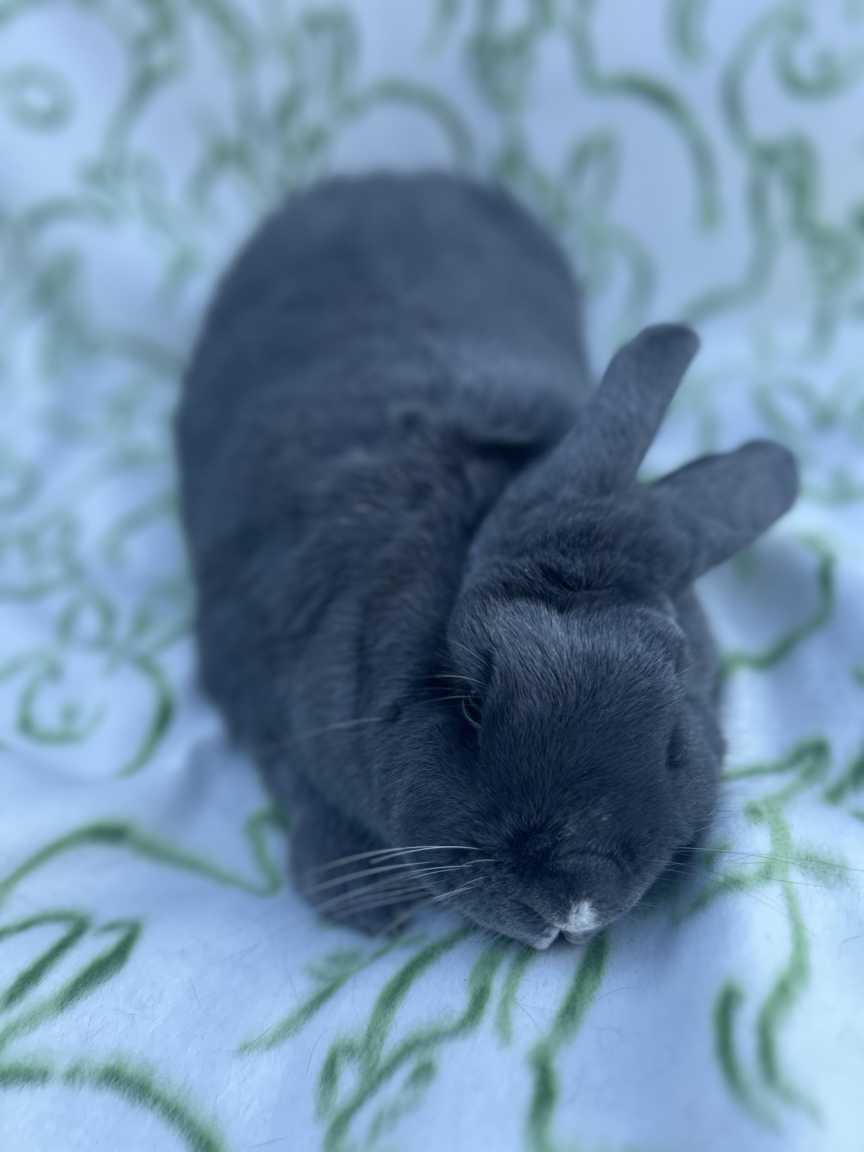 Enlarge Peanut, a ADOPTABLE mixed breed in Bishopville, SC image 5/5