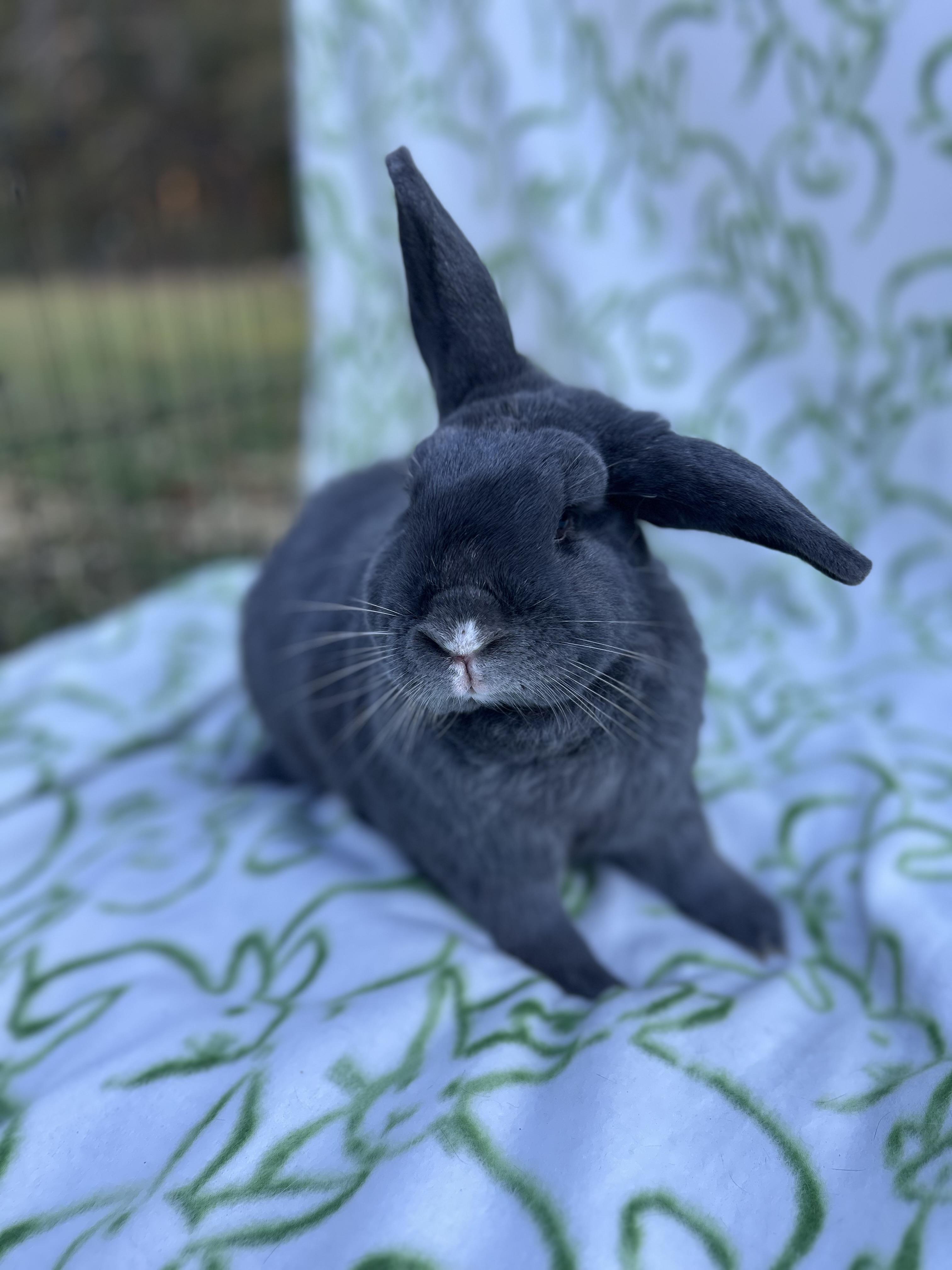 Enlarge Peanut, a ADOPTABLE mixed breed in Bishopville, SC image 2/5