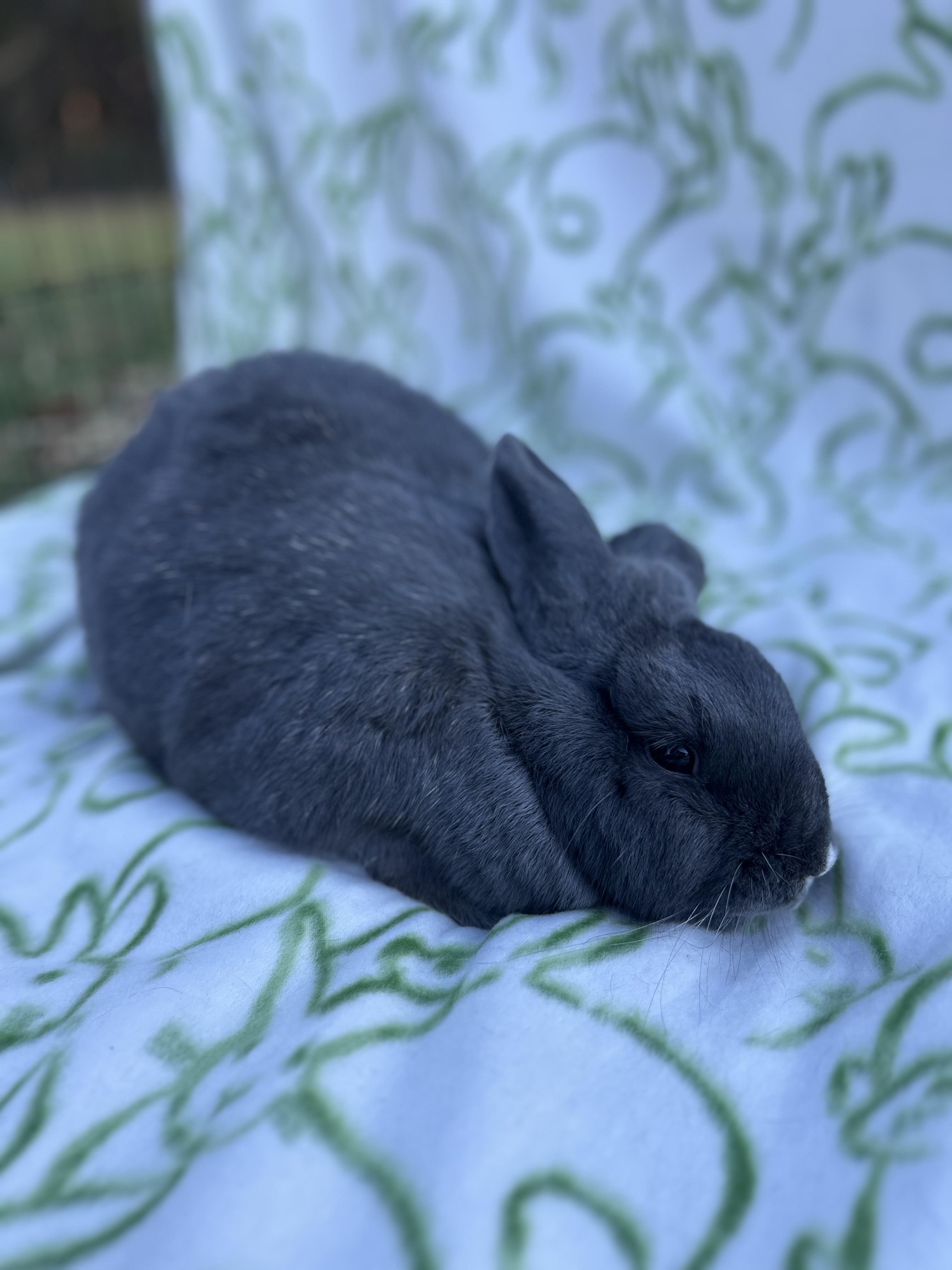 Enlarge Peanut, a ADOPTABLE mixed breed in Bishopville, SC image 4/5
