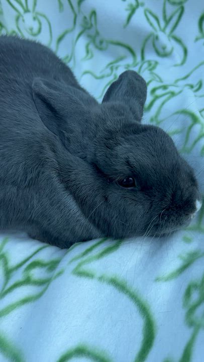 Enlarge Peanut, a ADOPTABLE mixed breed in Bishopville, SC video 3/5