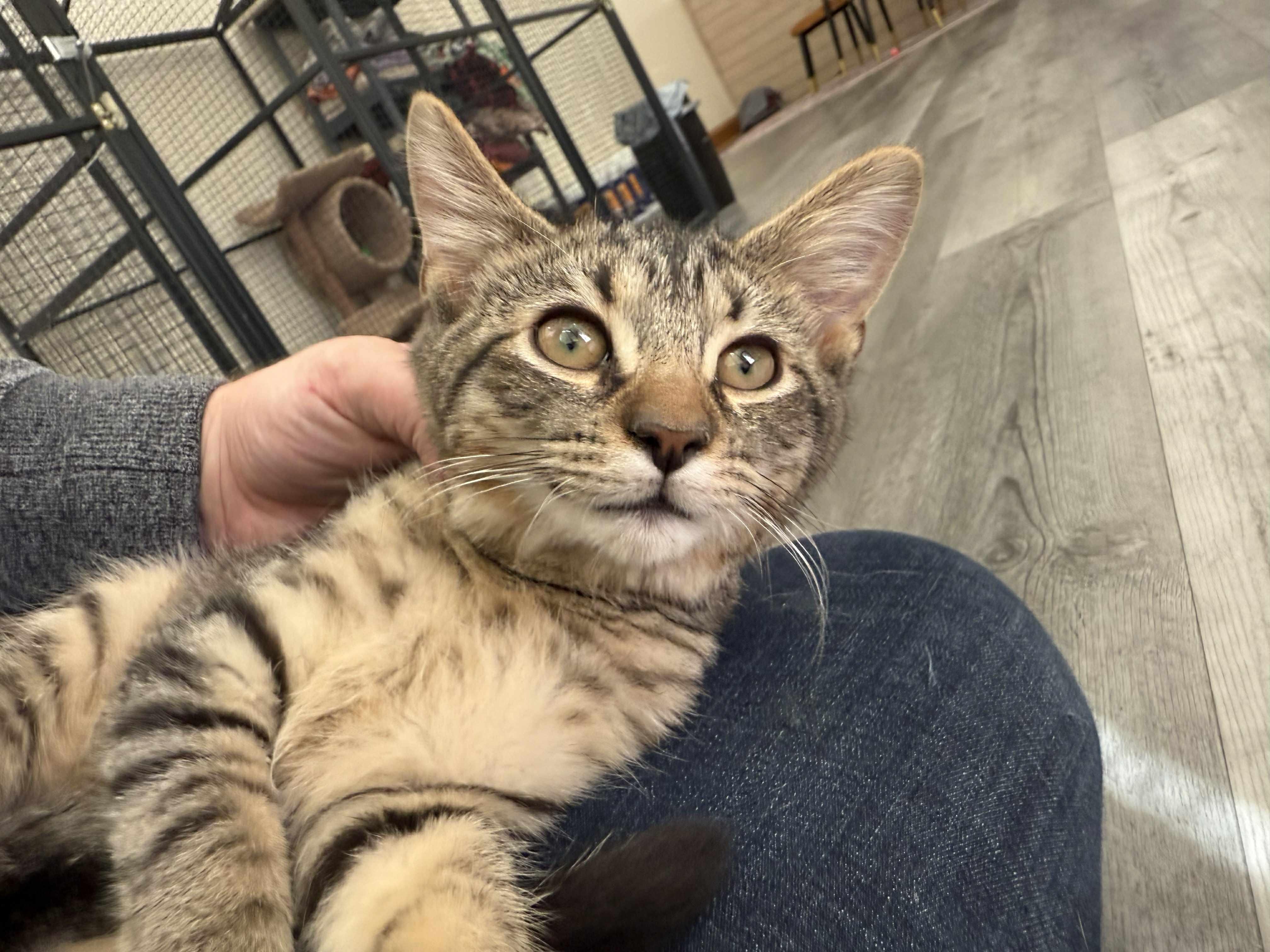 Enlarge Kirby , a ADOPTABLE Domestic Short Hair in West Lafayette, IN image 2/5