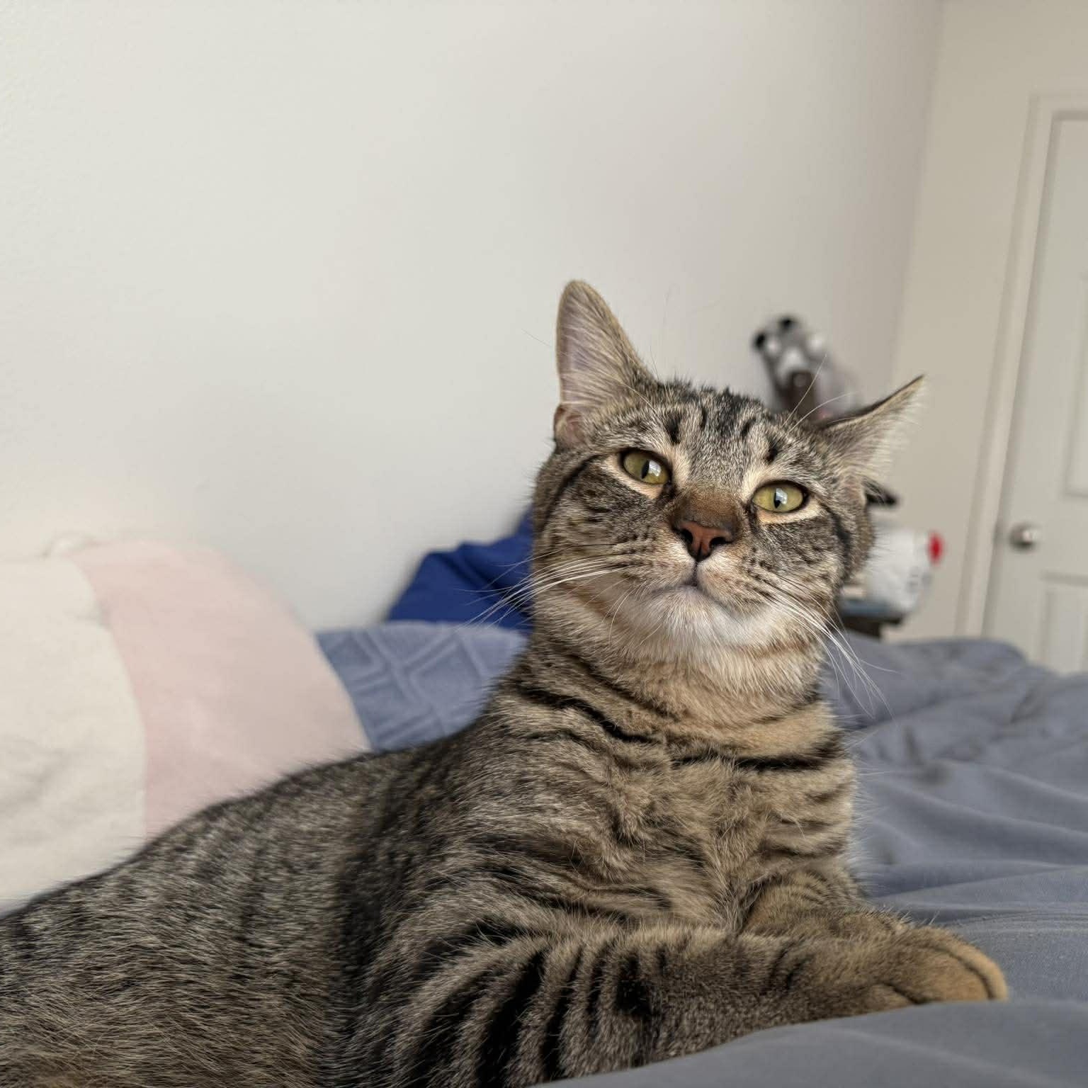 Kirby , adoptable, Young Male Domestic Short Hair.