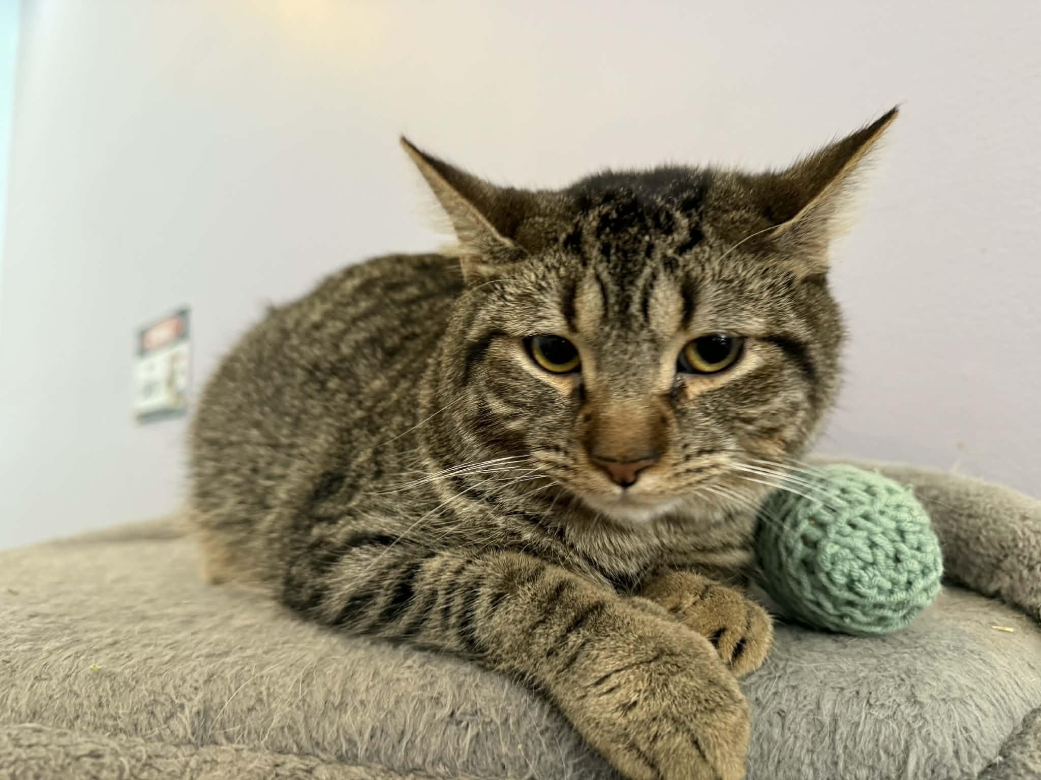 Enlarge Kirby , an adoptable Domestic Short Hair in West Lafayette, IN image 5/5