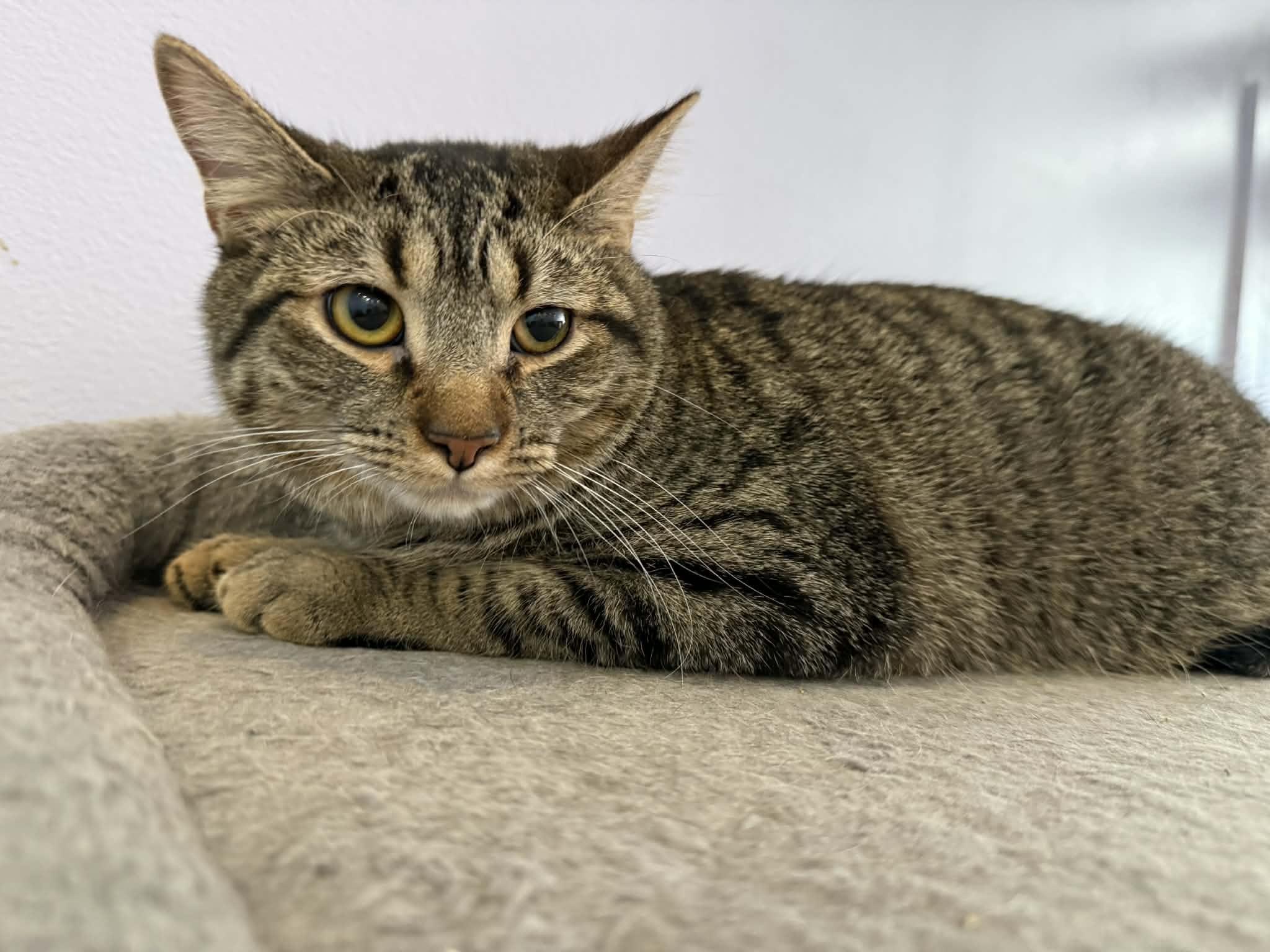 Enlarge Kirby , an adoptable Domestic Short Hair in West Lafayette, IN image 4/5