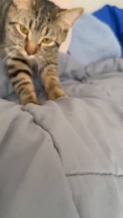 Enlarge Kirby , a ADOPTABLE Domestic Short Hair in West Lafayette, IN video 5/5