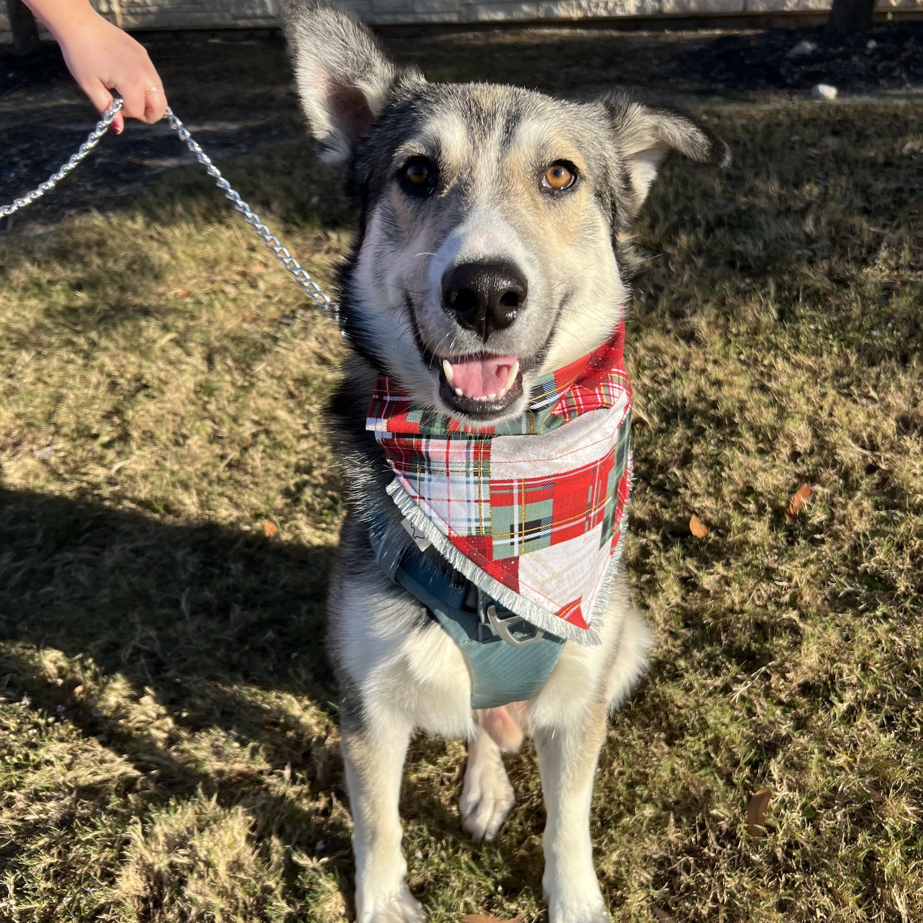 Enlarge Rango, an adopted mixed breed in Bryan, TX image 1/4