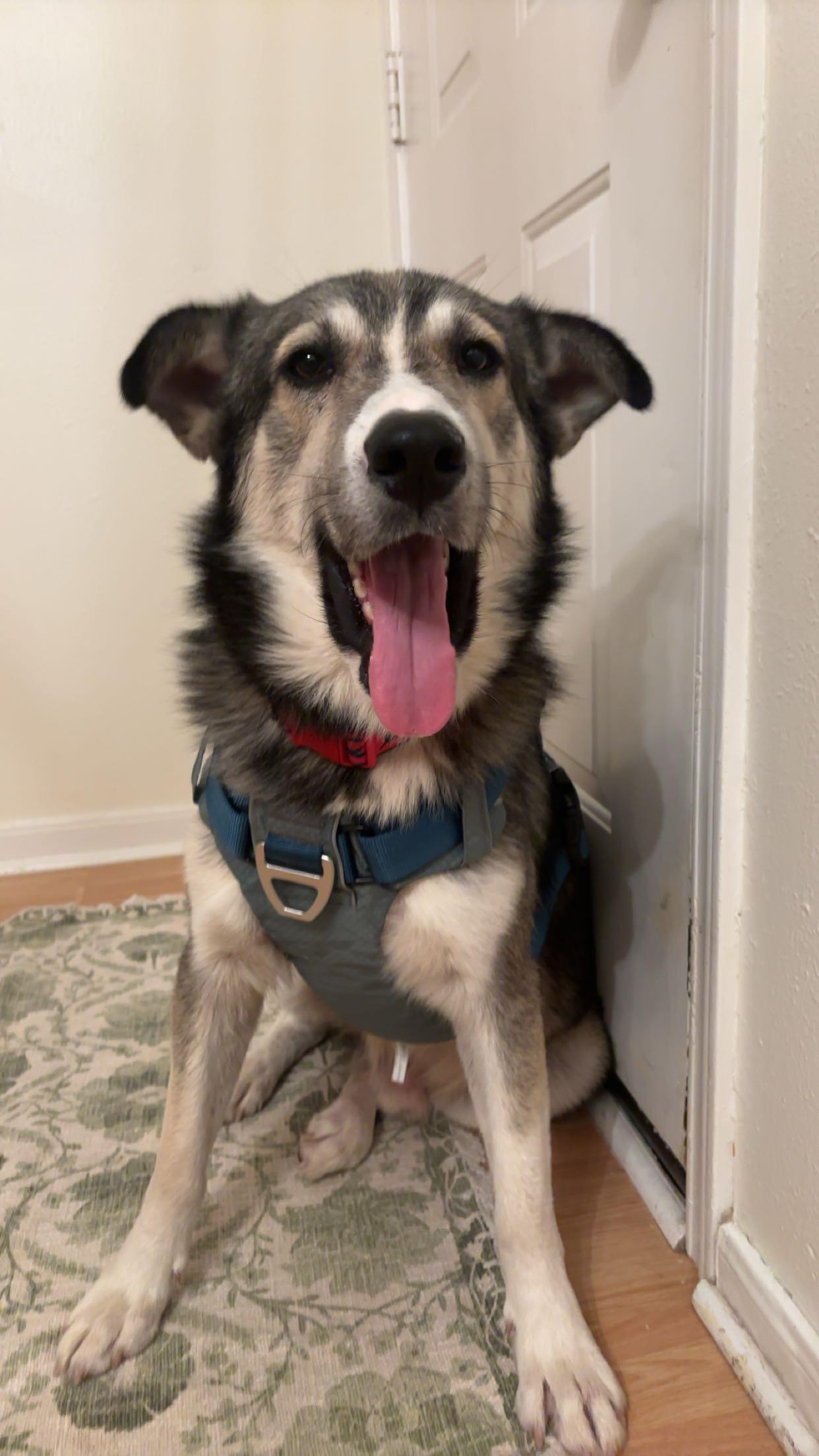 Enlarge Rango, an adopted mixed breed in Bryan, TX image 2/4