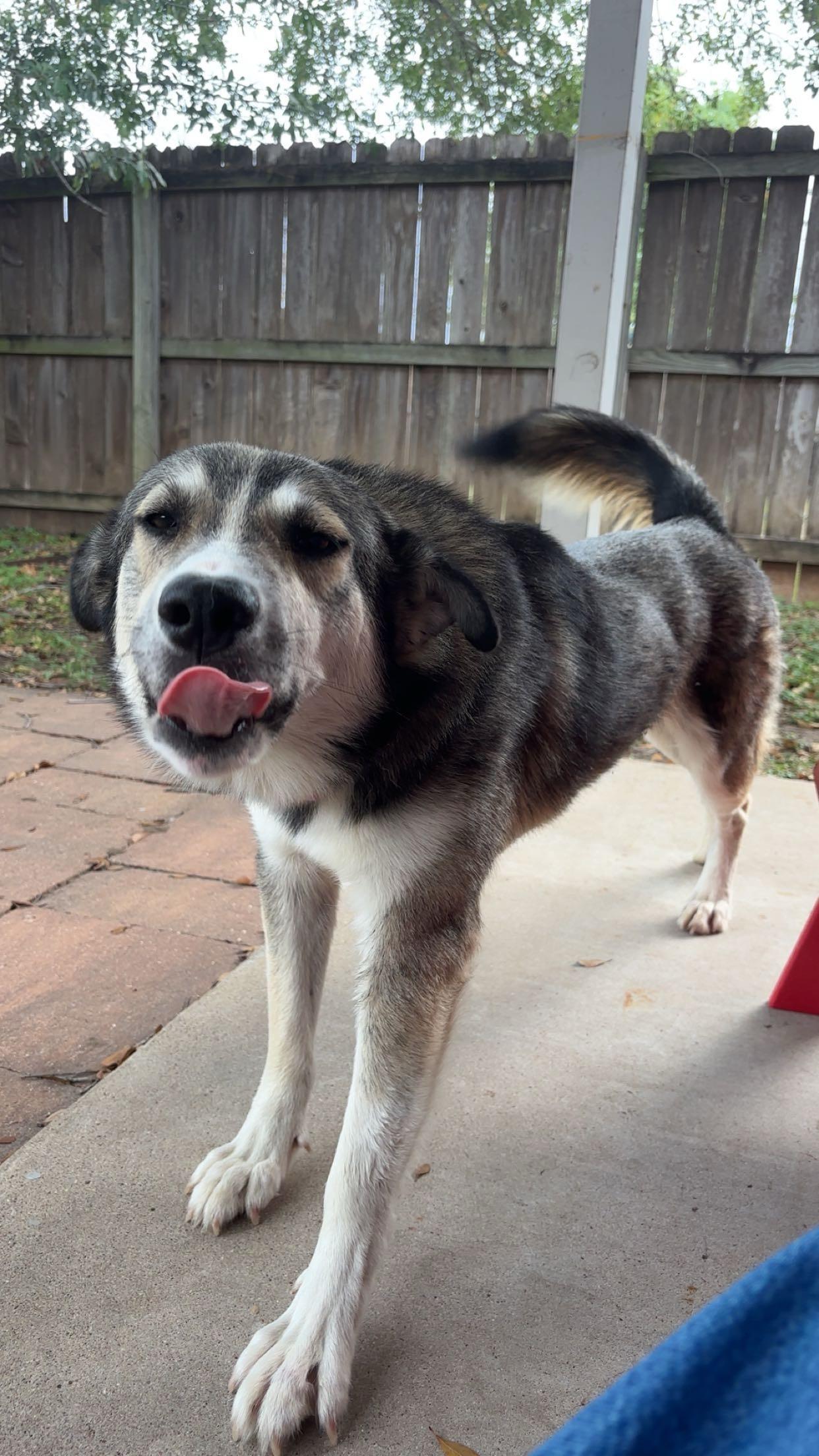 Enlarge Rango, an adopted mixed breed in Bryan, TX image 3/4