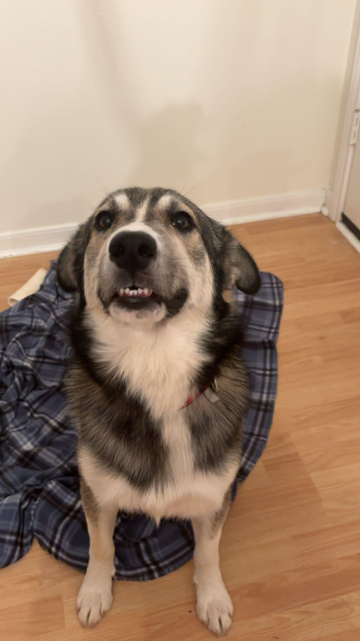 Enlarge Rango, an adopted mixed breed in Bryan, TX image 4/4