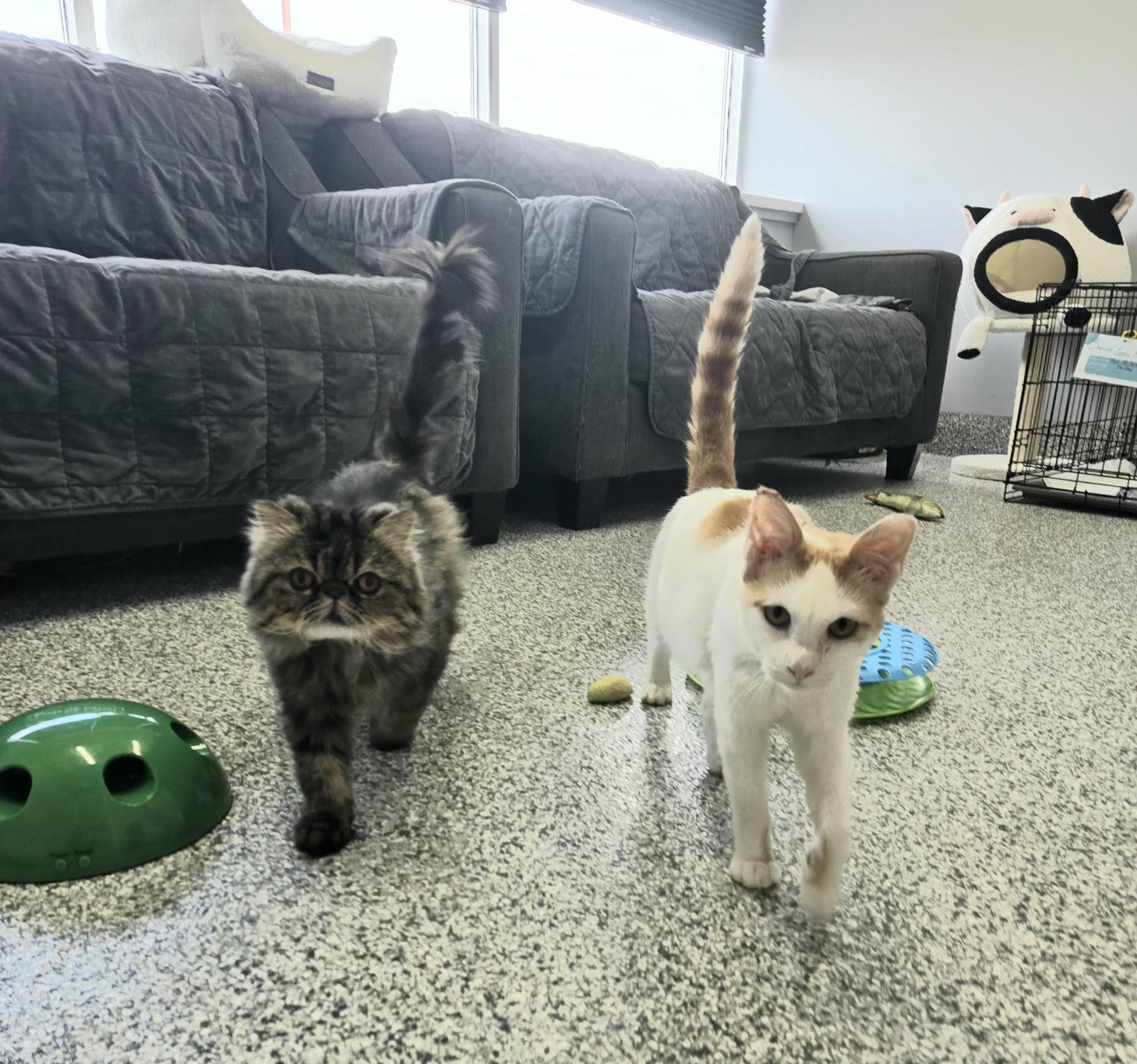 Reggie and Gene, ADOPTABLE, Adult Male Persian.