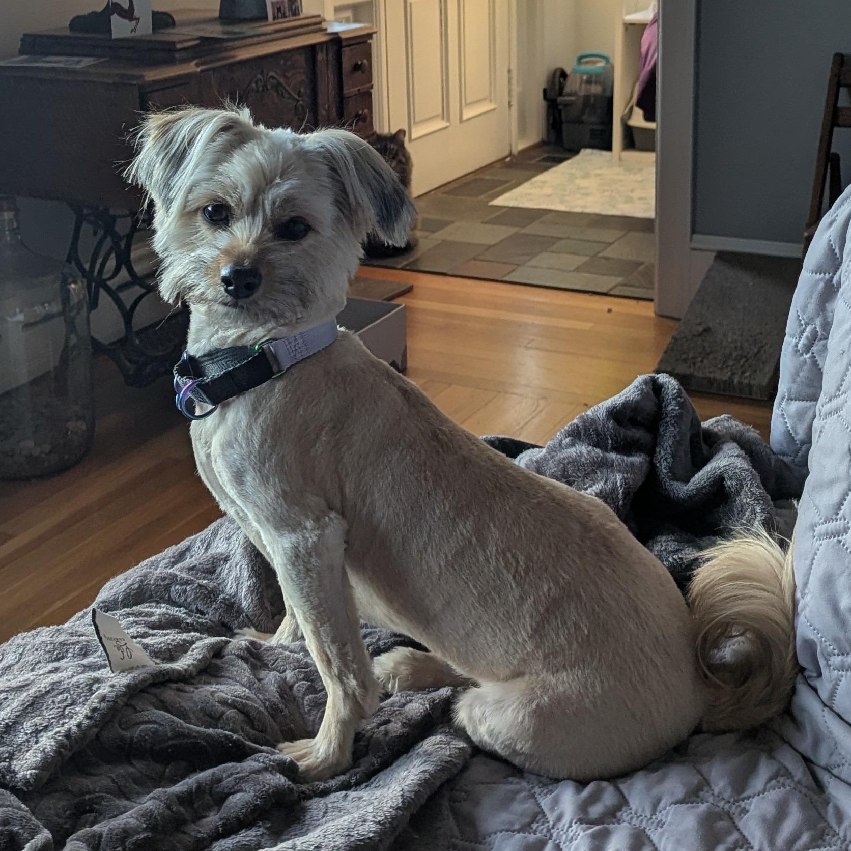 Enlarge Panni, a Adoptable mixed breed in Portsmouth, RI image 3/5