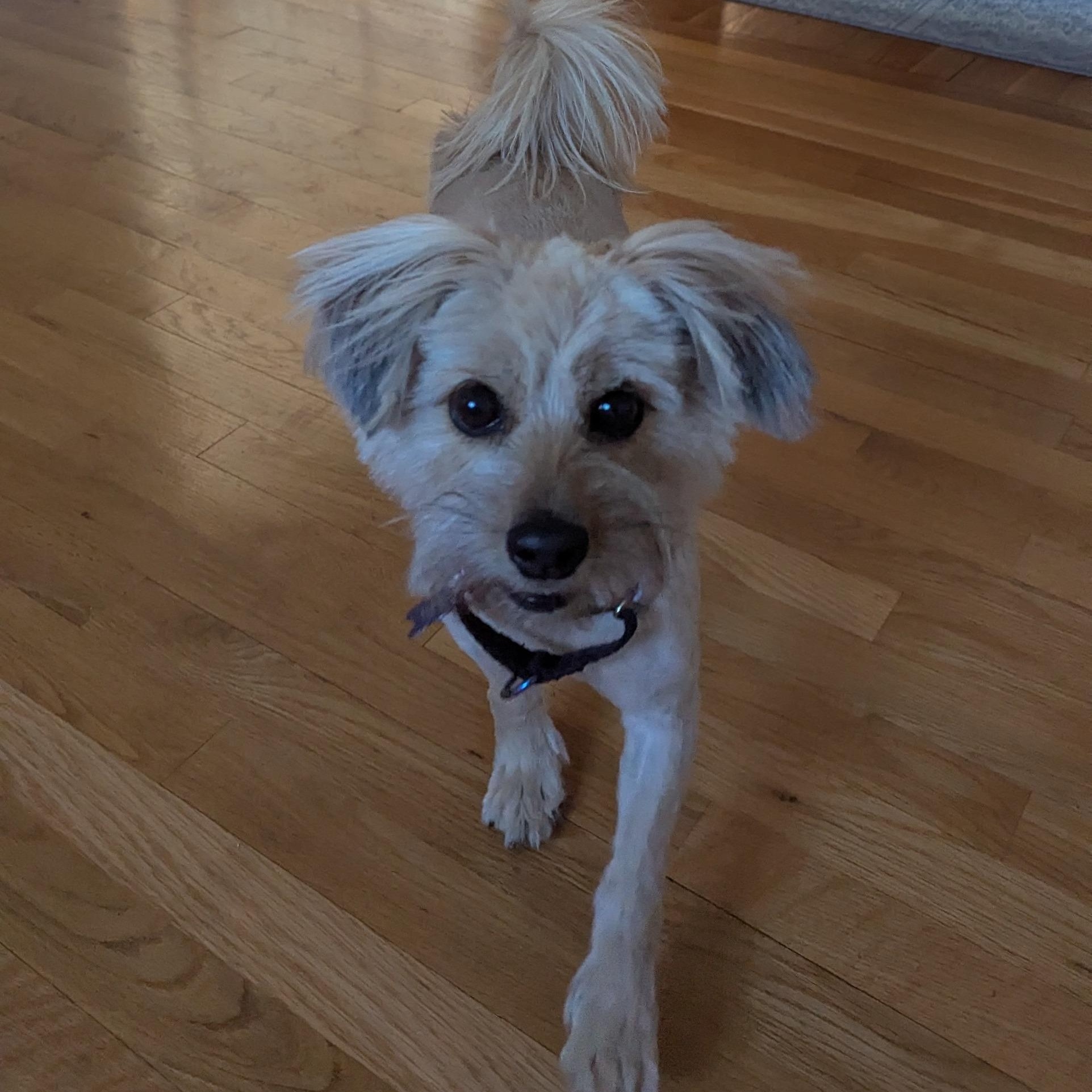 Enlarge Panni, a Adoptable mixed breed in Portsmouth, RI image 4/5