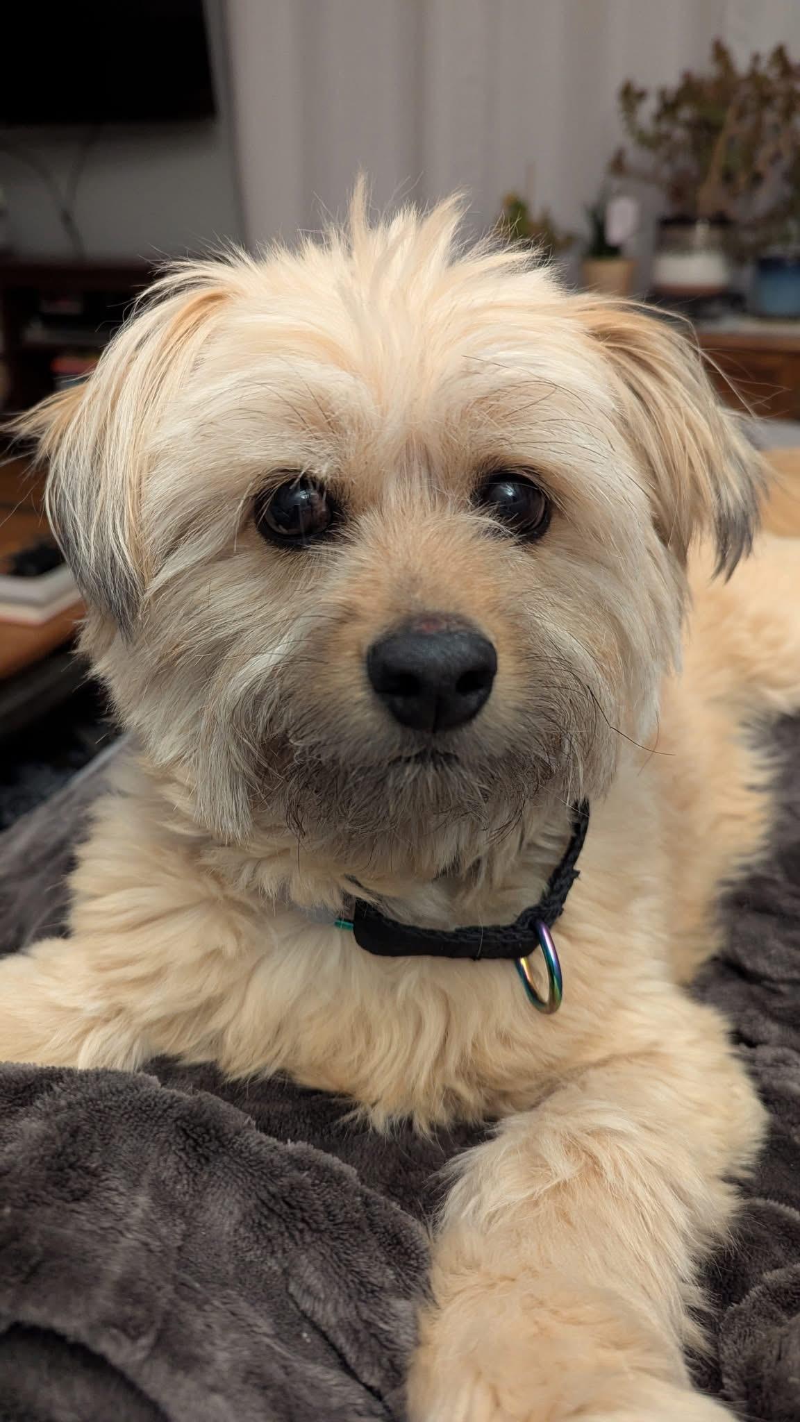 Enlarge Panni, a Adoptable mixed breed in Portsmouth, RI image 5/5