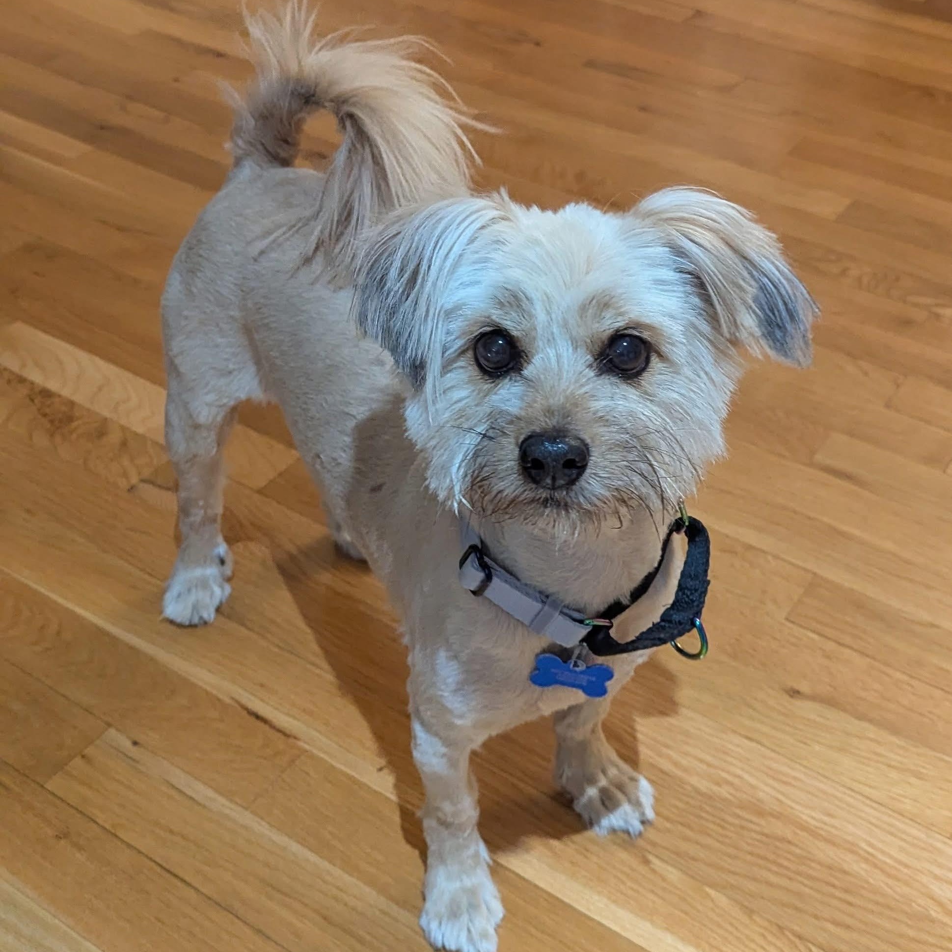 Enlarge Panni, a Adoptable mixed breed in Portsmouth, RI image 2/5