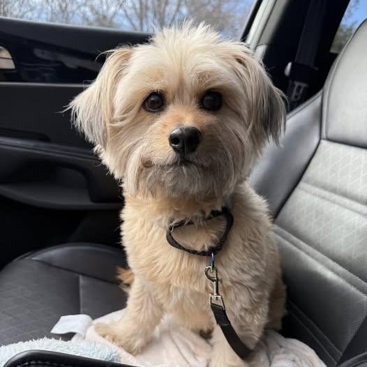 Enlarge Panni, a Adoptable mixed breed in Portsmouth, RI image 1/5