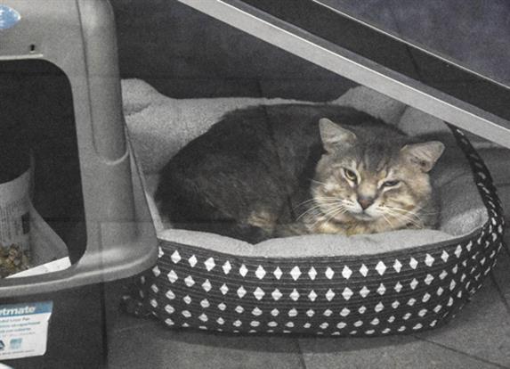 SUGAR DONUT, Adoptable, Adult Male Domestic Short Hair.